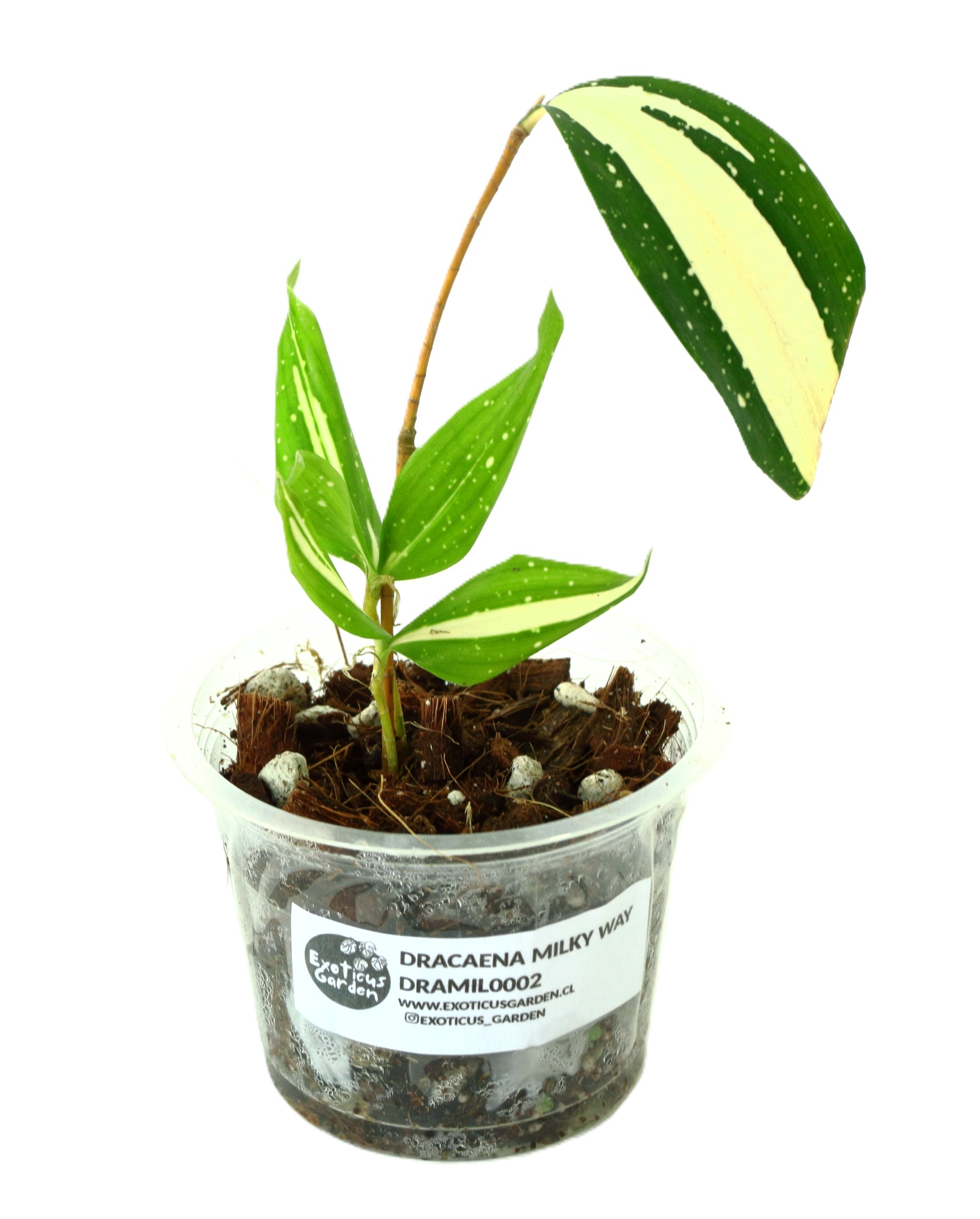 Dracaena Surculosa Milky Way - Imagen 2