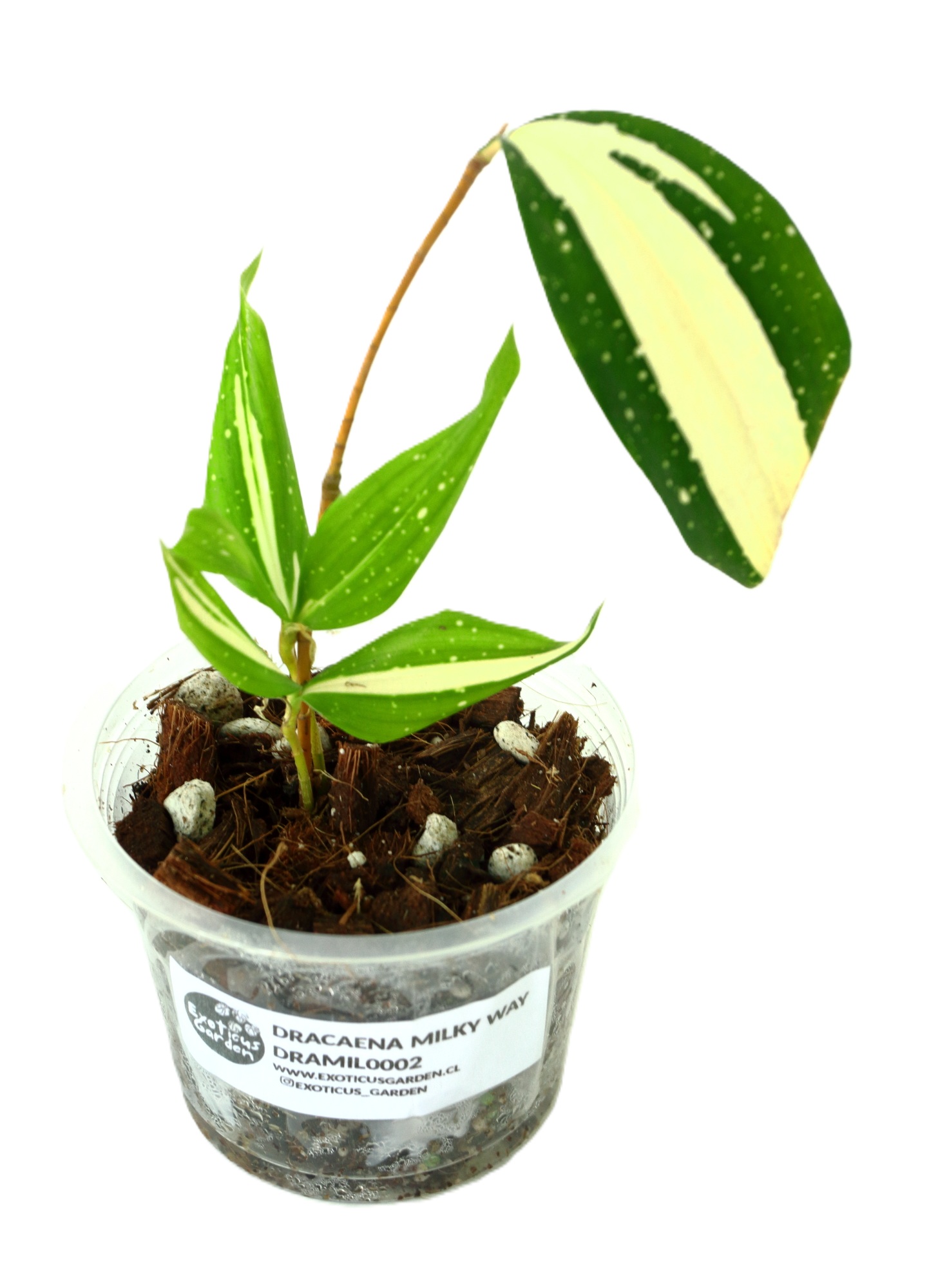Dracaena Surculosa Milky Way