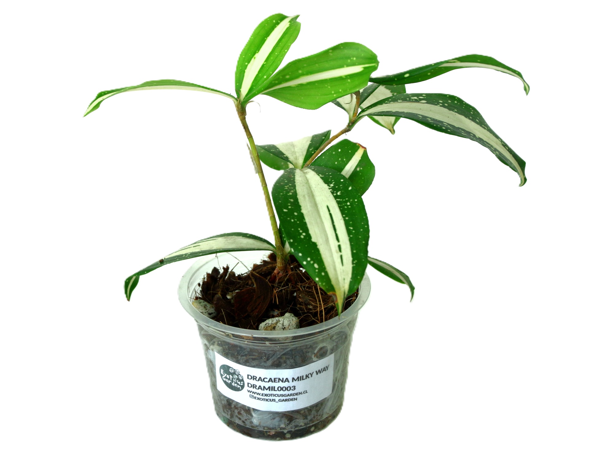 Dracaena Surculosa Milky Way