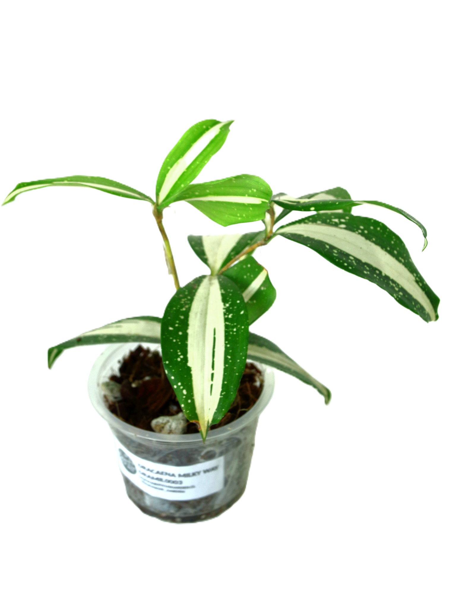 Dracaena Surculosa Milky Way - Imagen 3