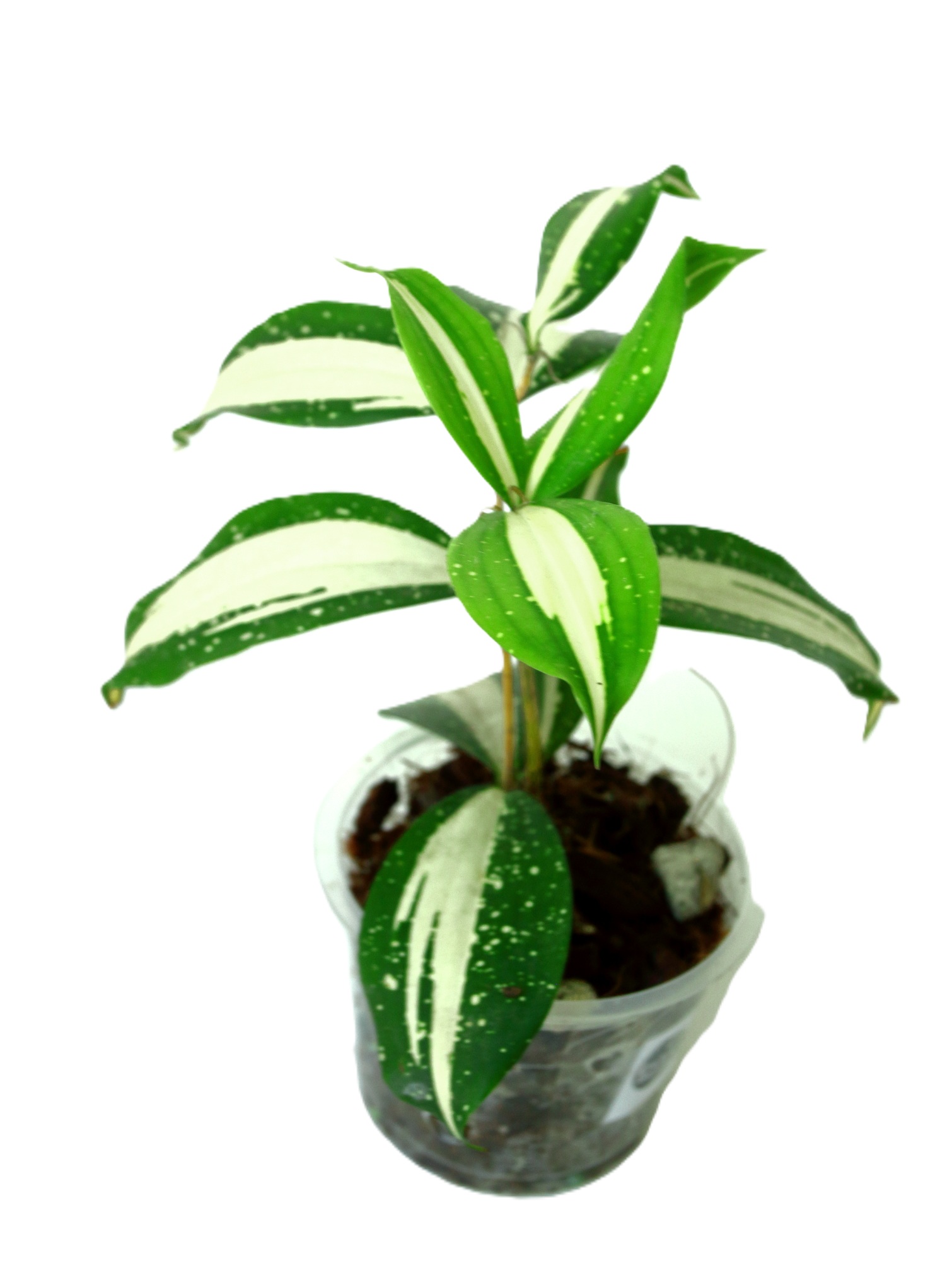 Dracaena Surculosa Milky Way - Imagen 2