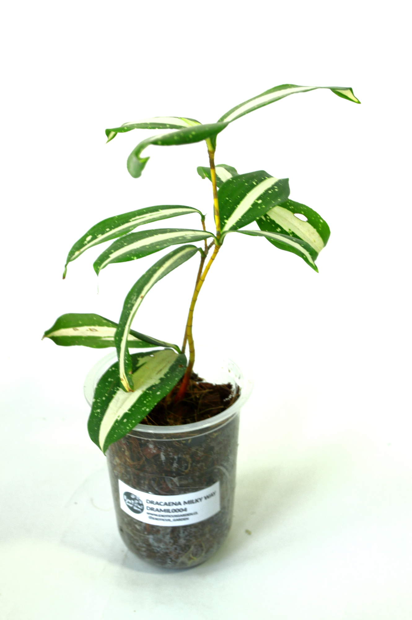Dracaena Surculosa Milky Way