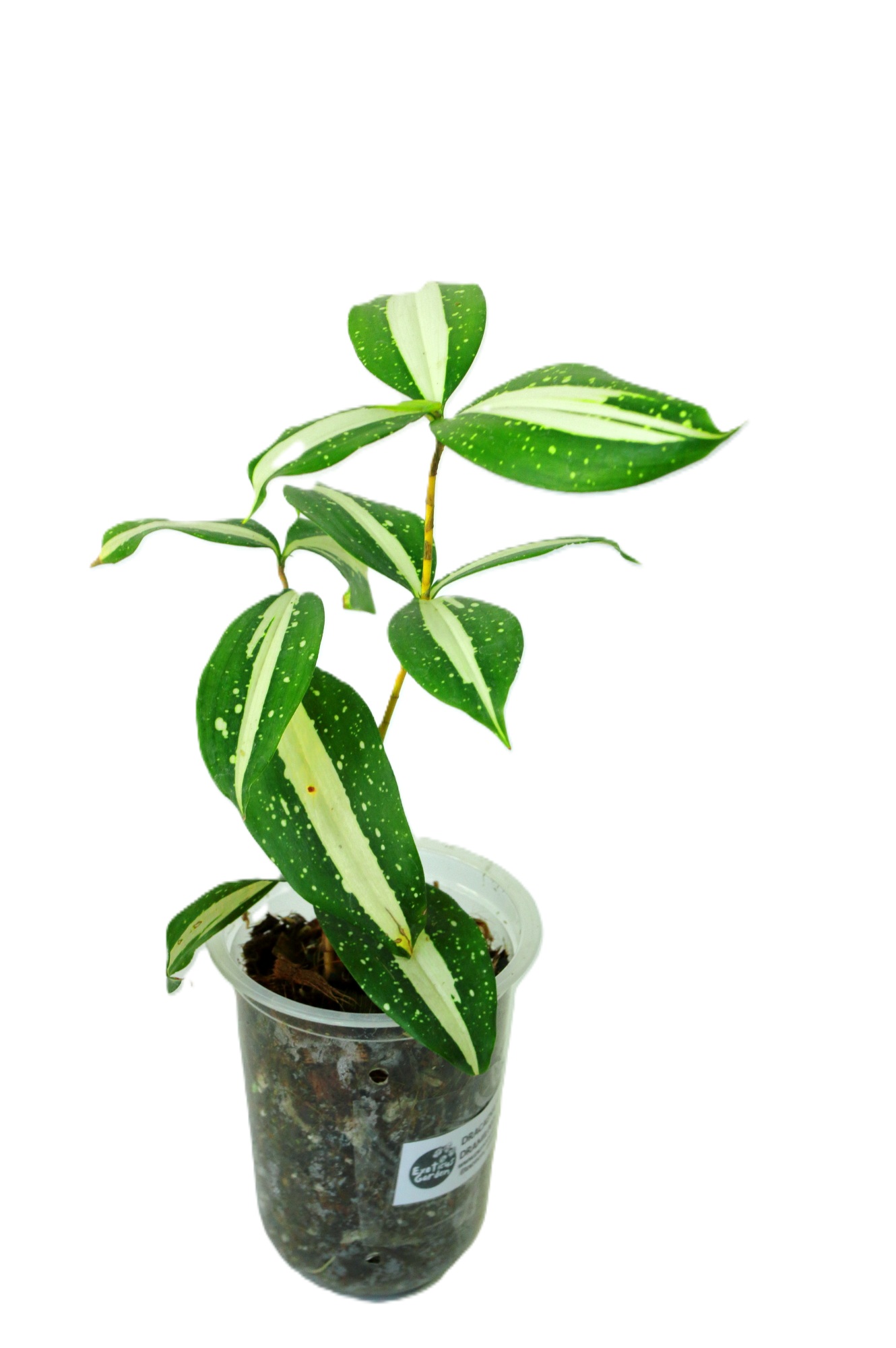 Dracaena Surculosa Milky Way - Imagen 2