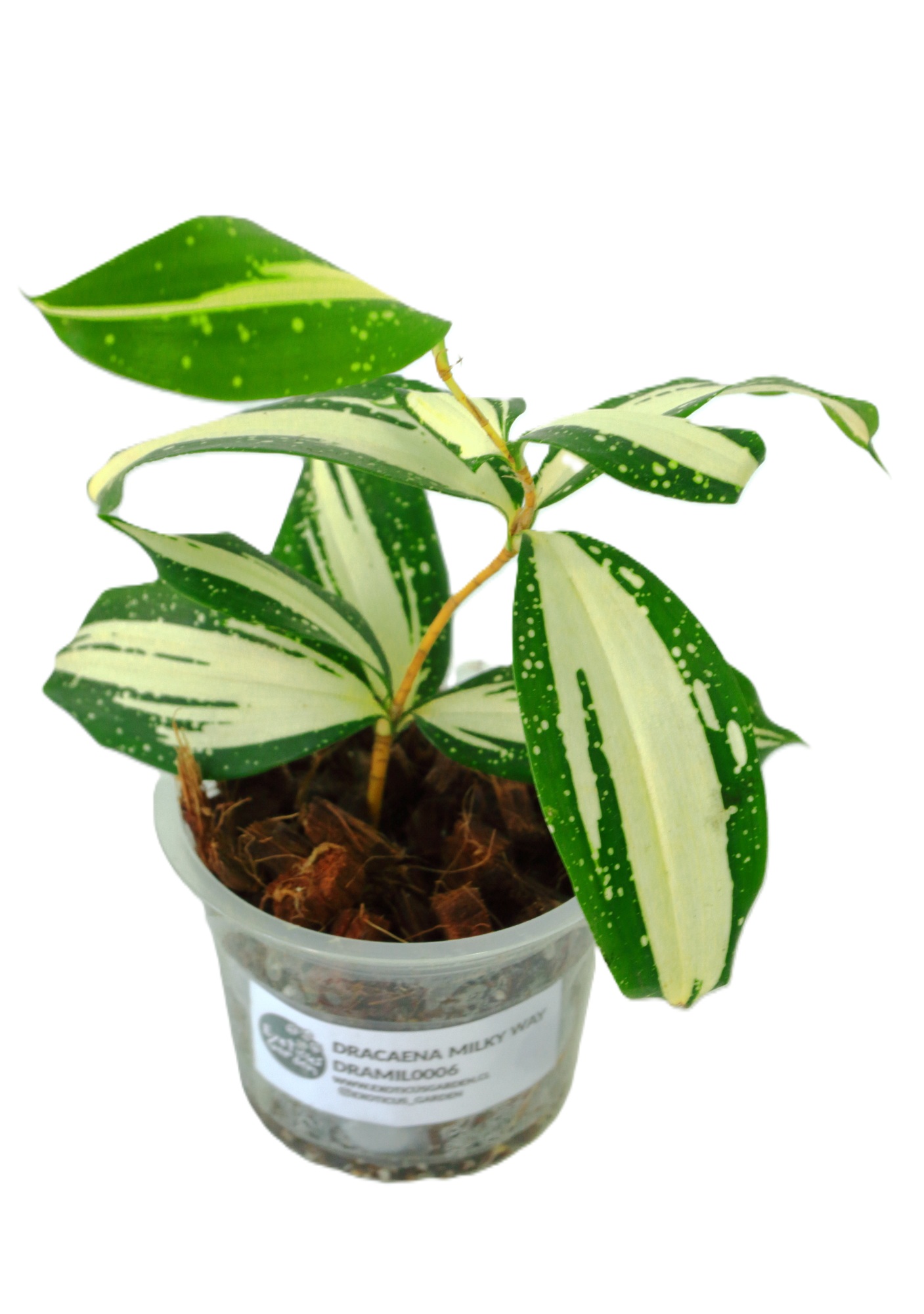 Dracaena Surculosa Milky Way - Imagen 3