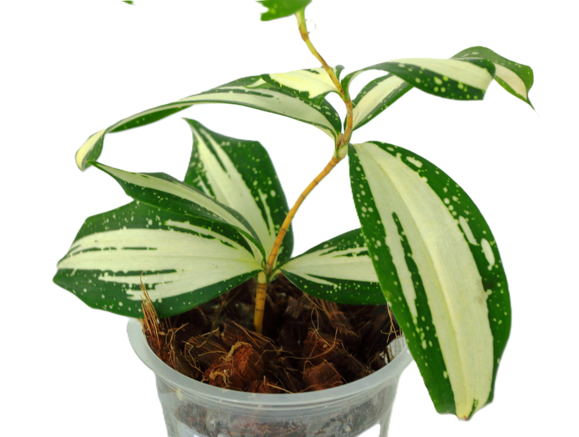 Dracaena Surculosa Milky Way - Imagen 2