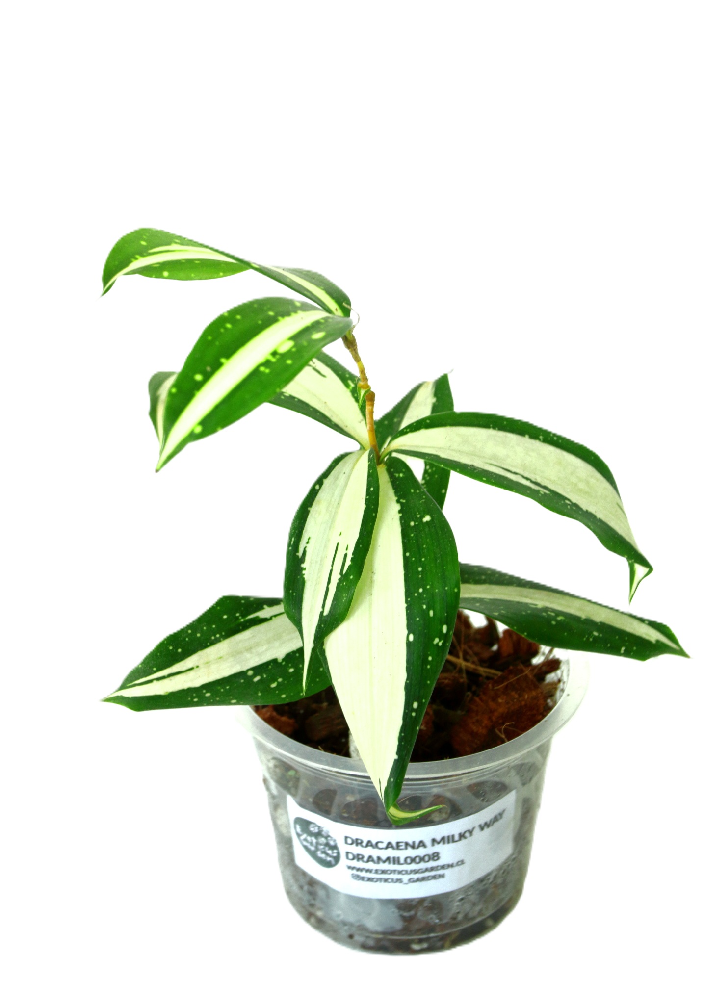 Dracaena Surculosa Milky Way