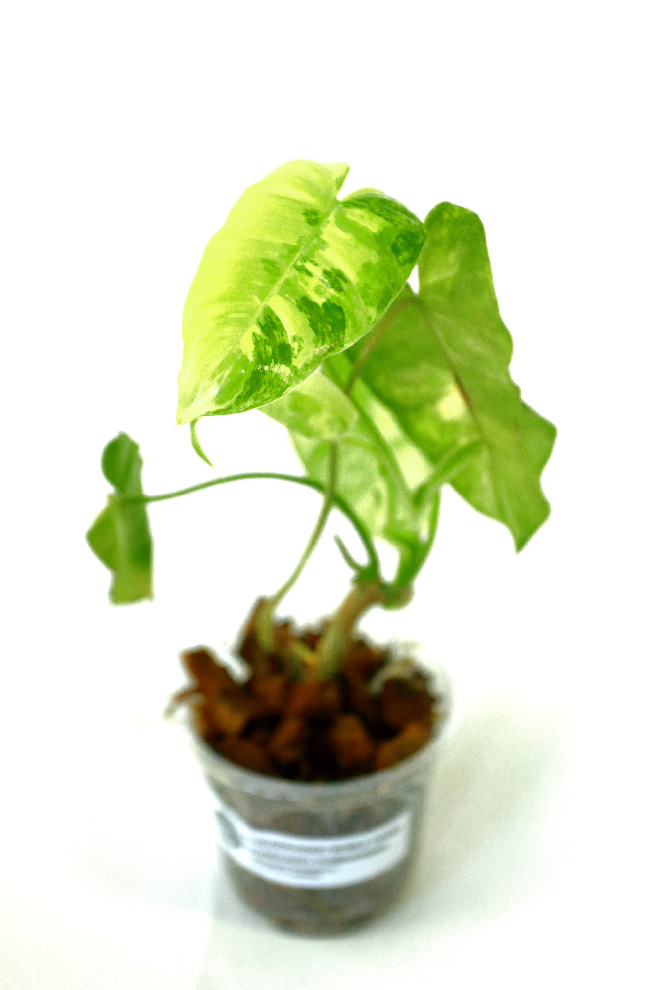 Philodendro Burle Marx Variegado