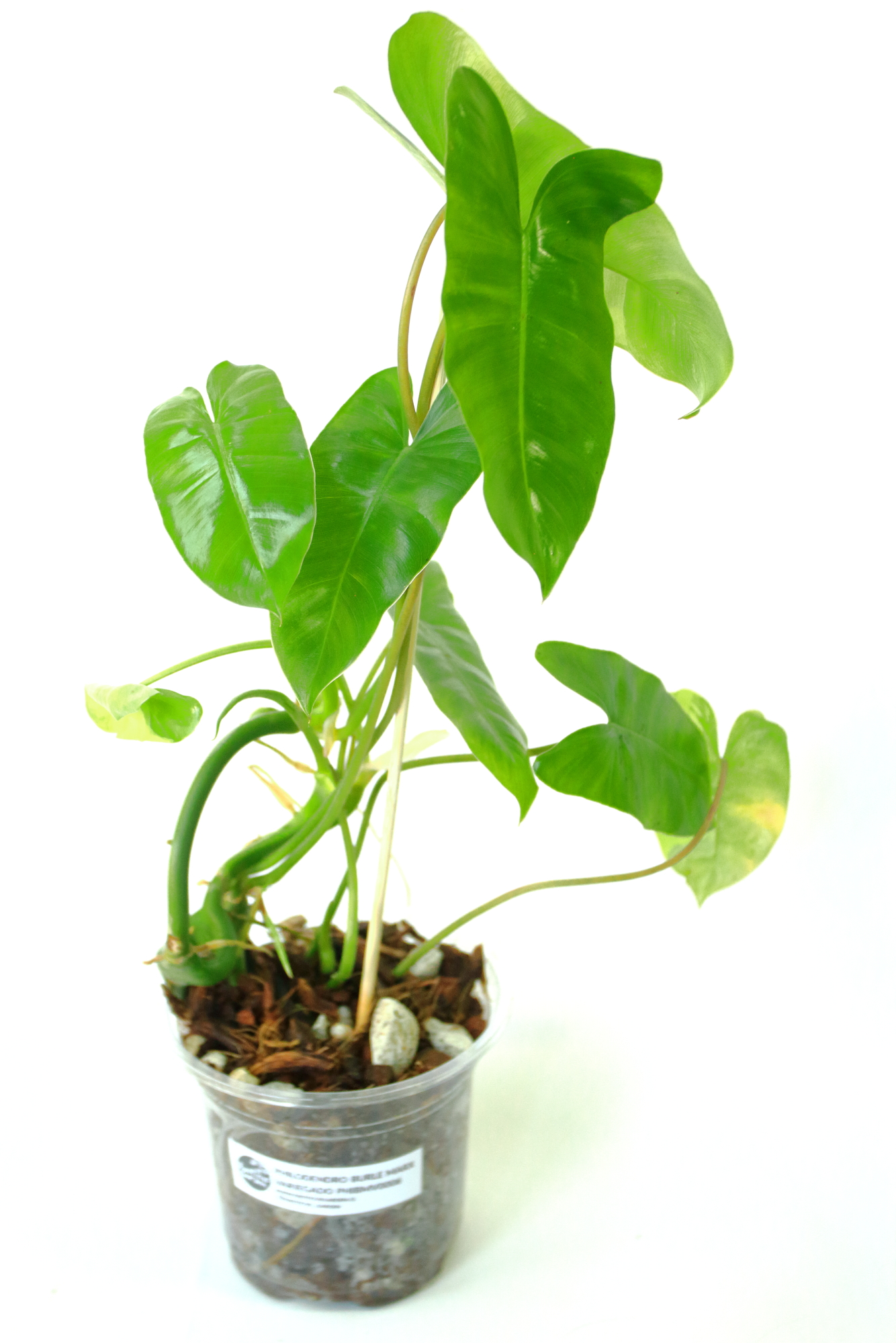 Philodendro Burle Marx Variegado - Imagen 3