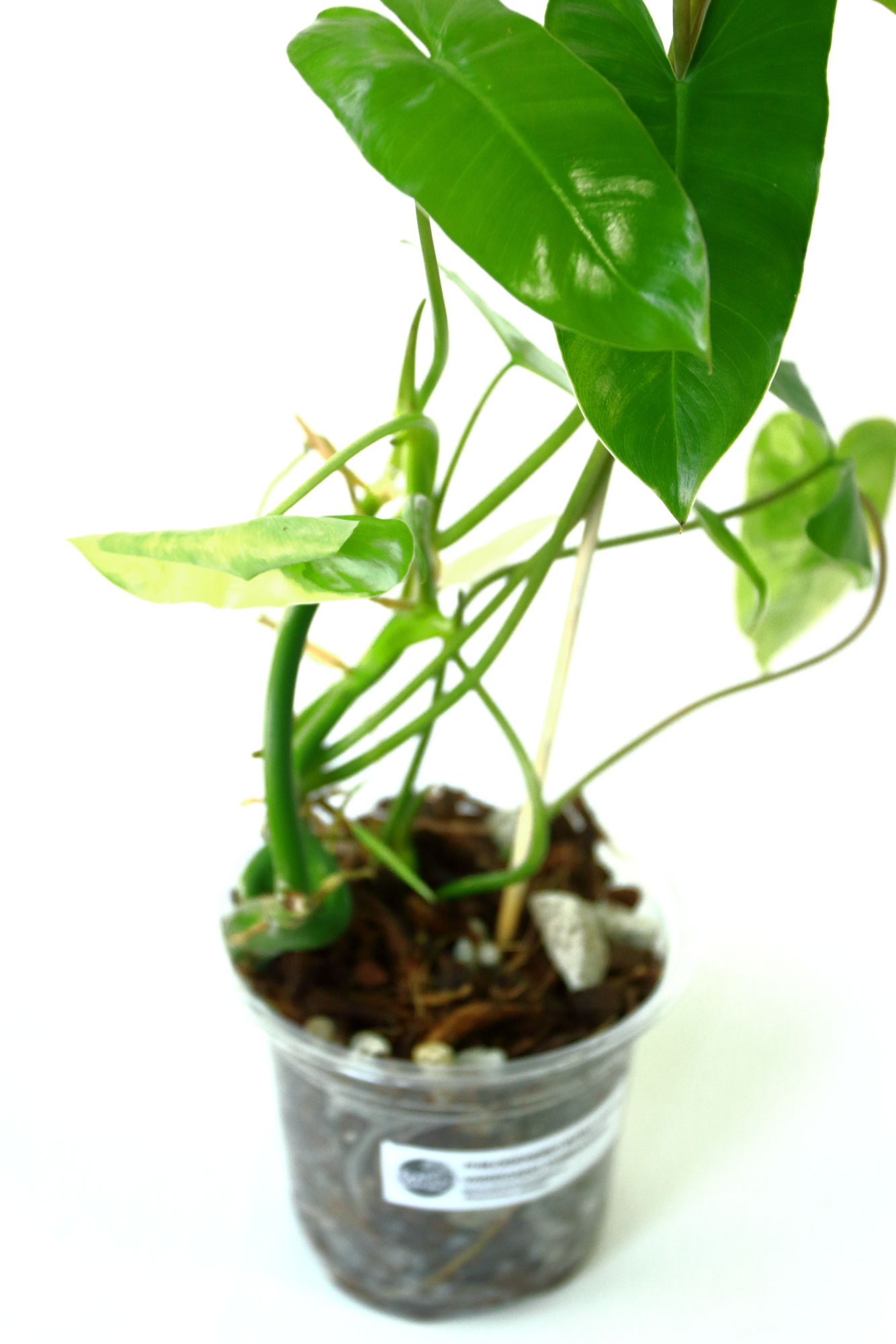 Philodendro Burle Marx Variegado - Imagen 2