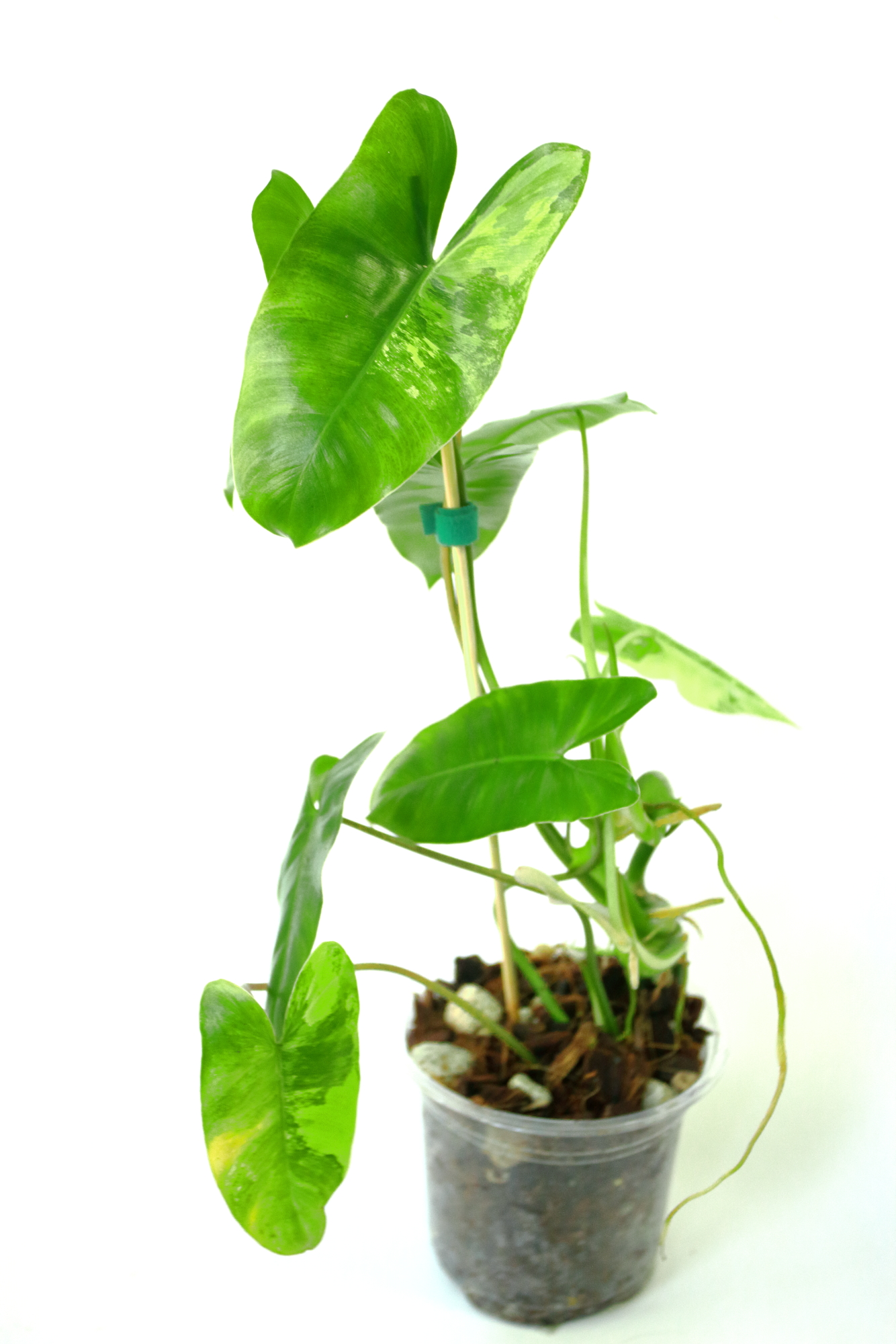 Philodendro Burle Marx Variegado