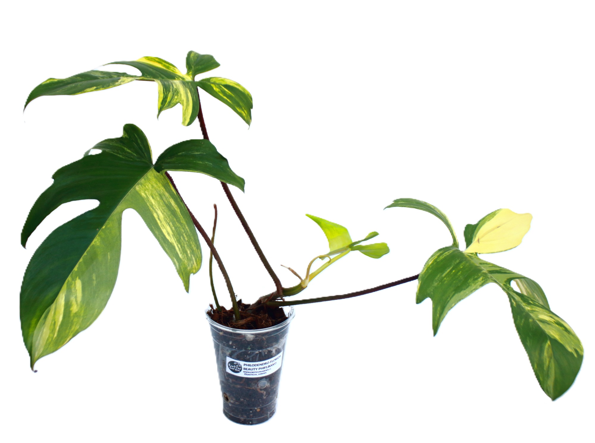 Philodendro Florida Beauty
