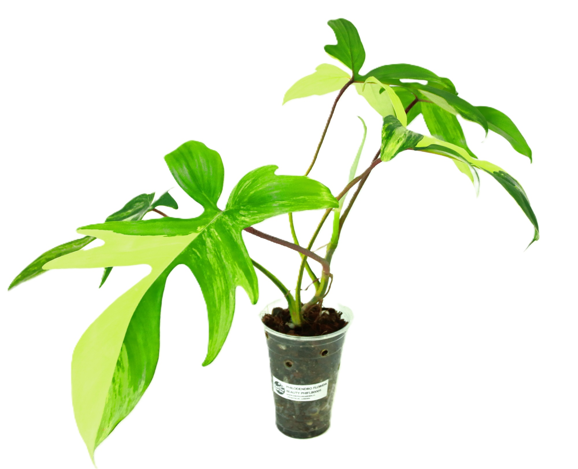 Philodendro Florida Beauty