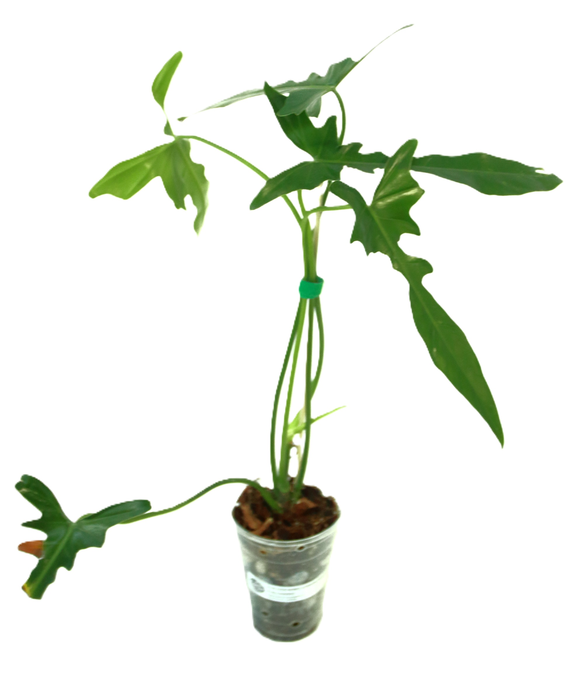 Philodendro Longilobatum