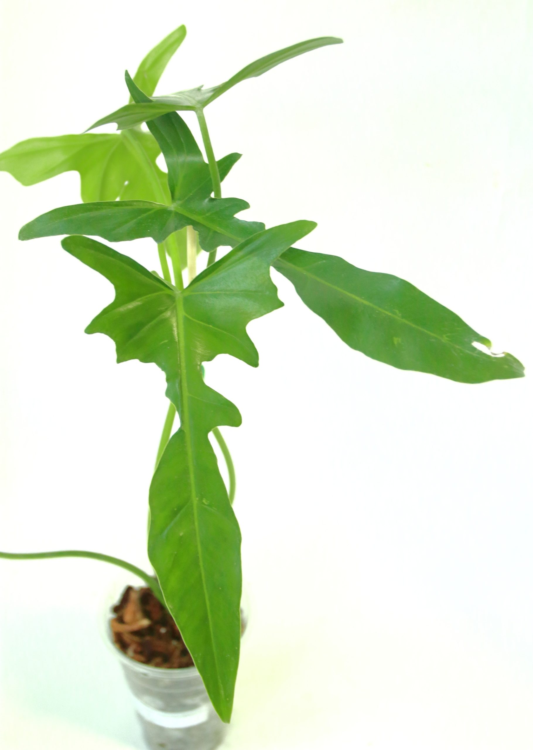 Philodendro Longilobatum - Imagen 2