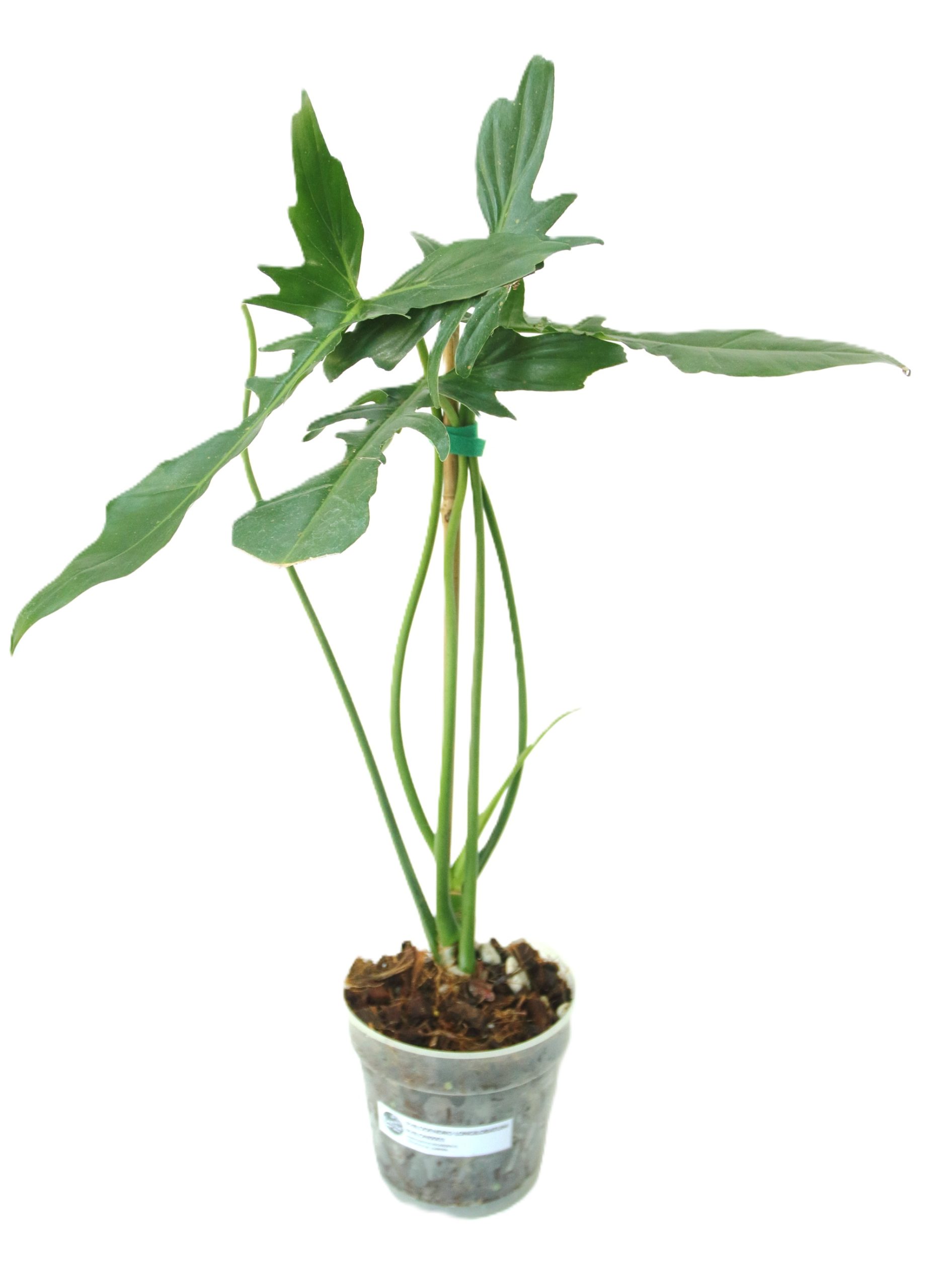 Philodendro Longilobatum