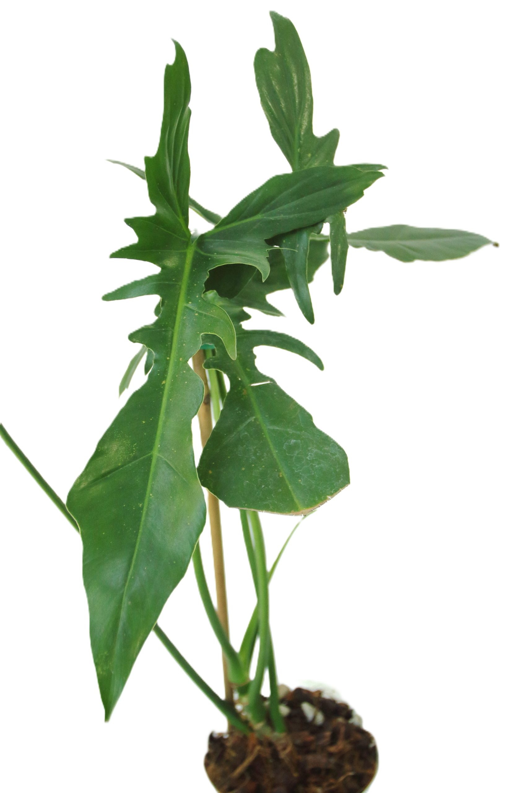 Philodendro Longilobatum - Imagen 2