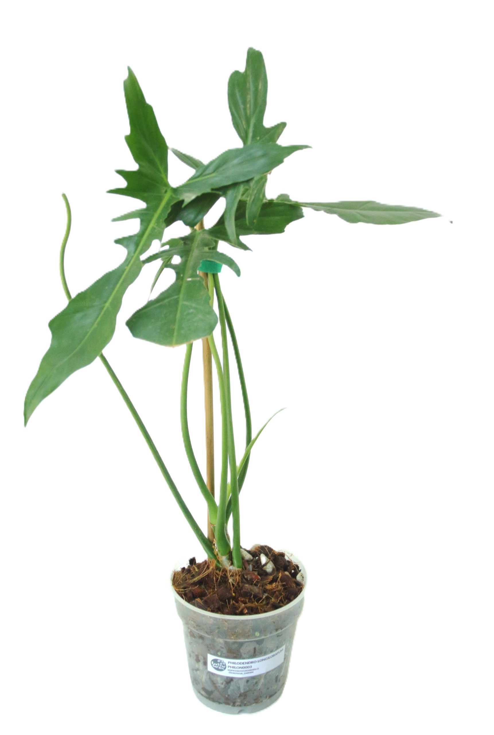 Philodendro Longilobatum - Imagen 3