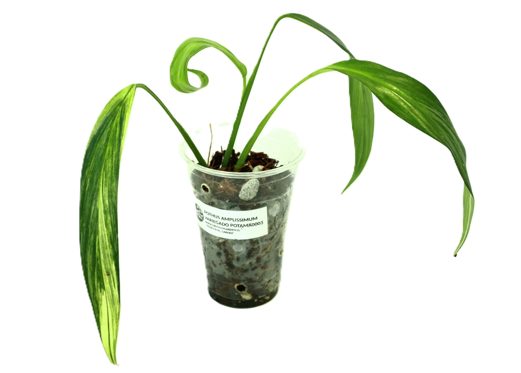 Pothus Amplissimum Variegado