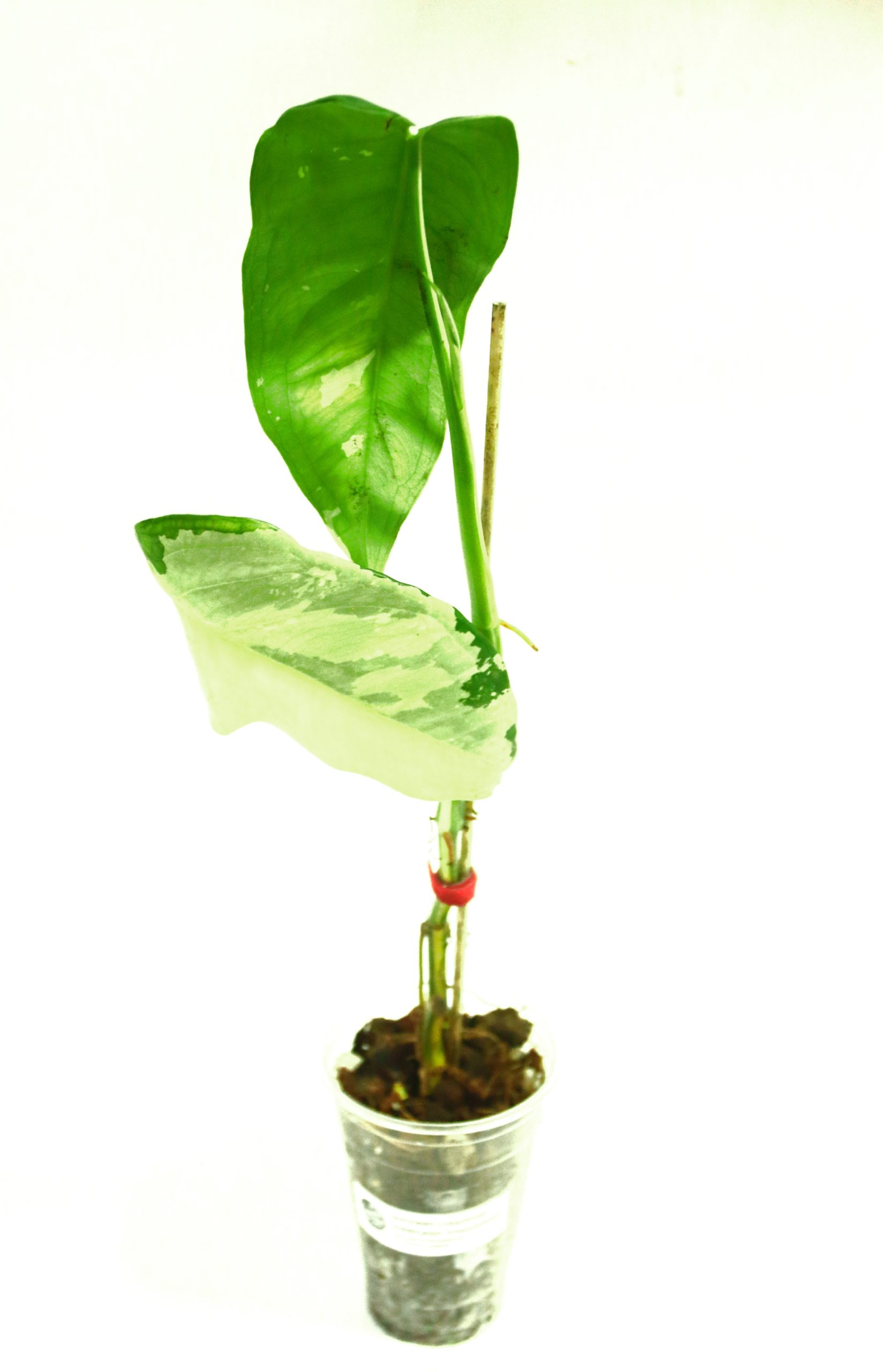 Singonio Chiapense Variegado