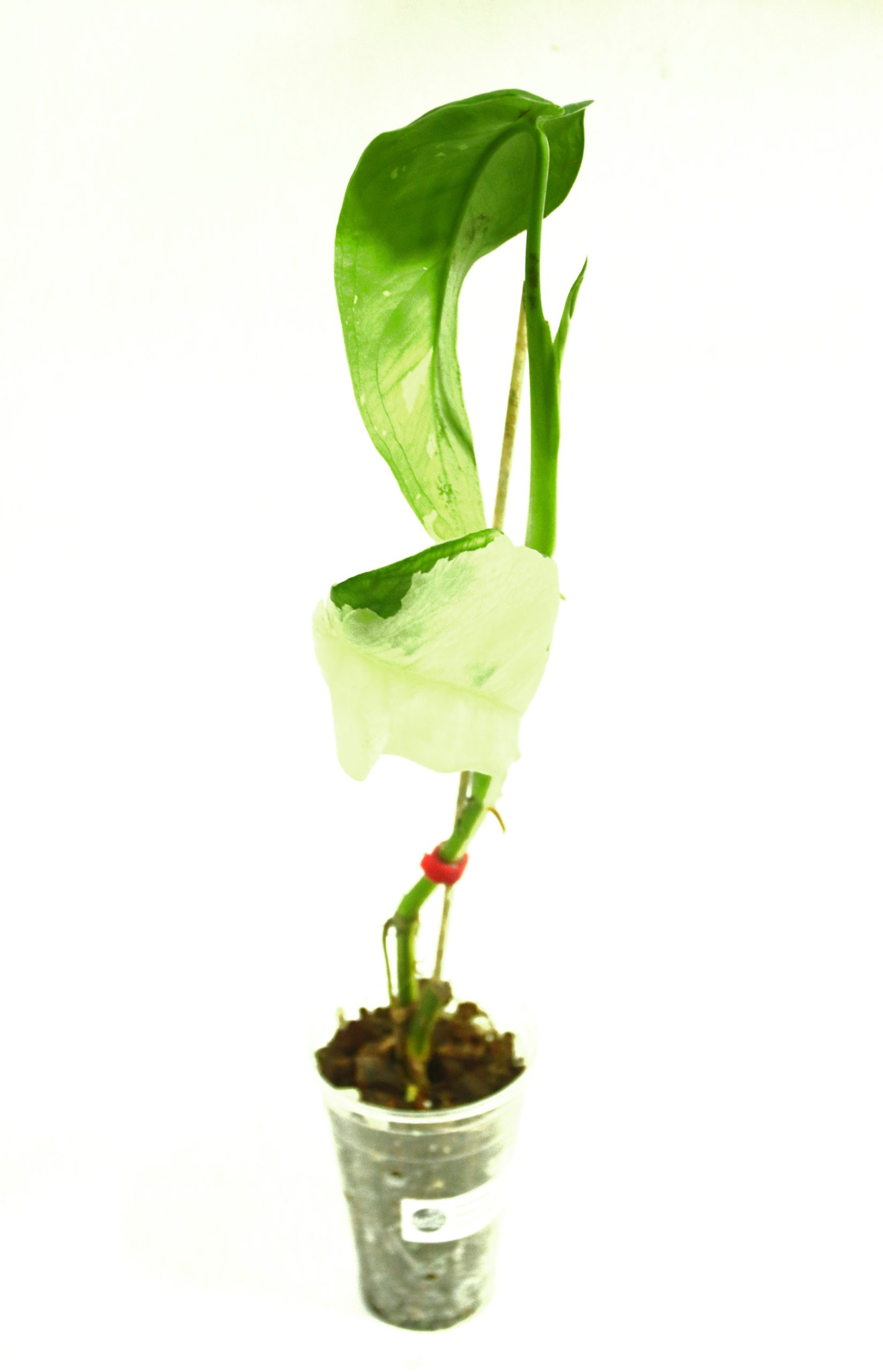 Singonio Chiapense Variegado - Imagen 2