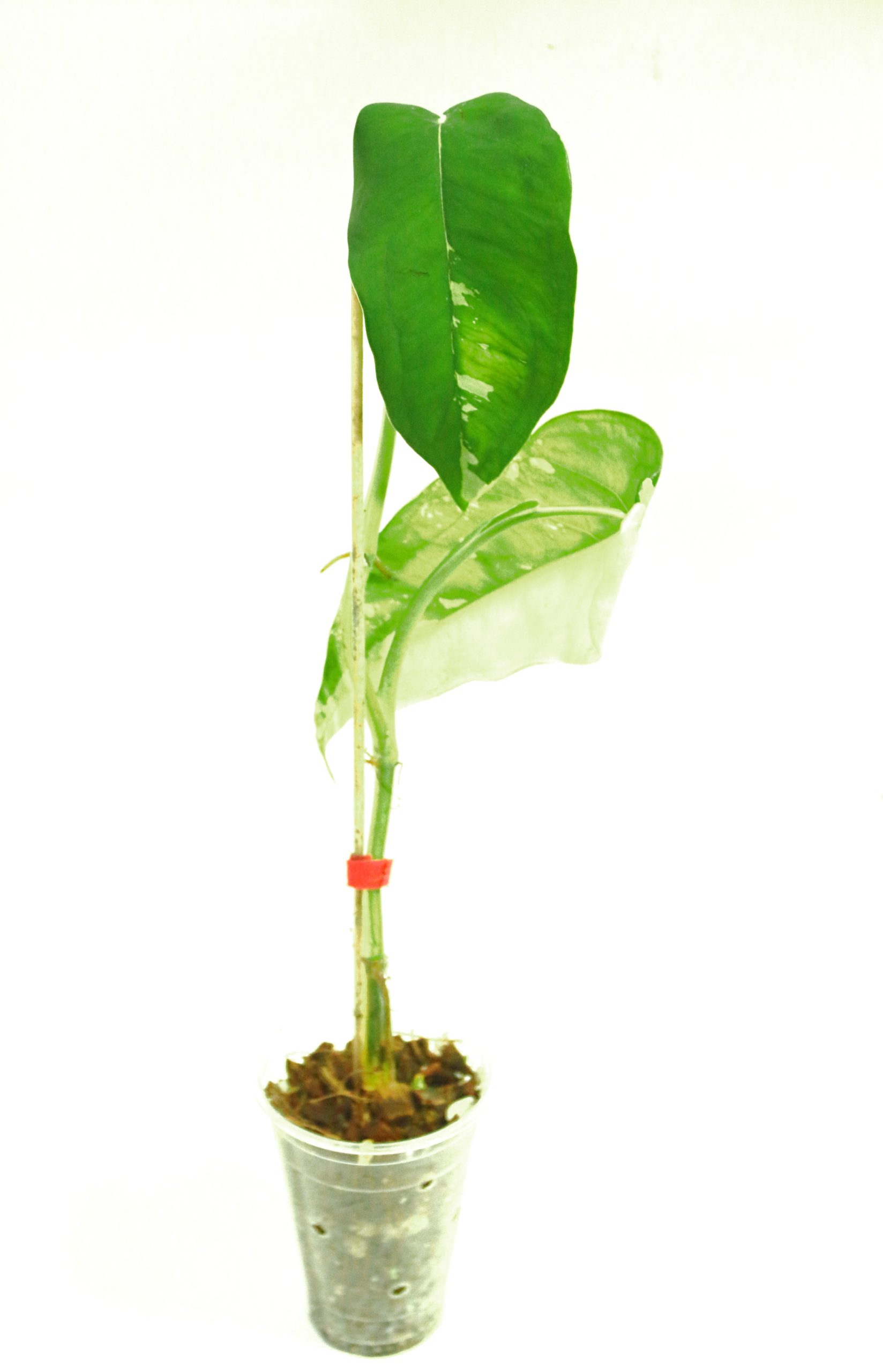 Singonio Chiapense Variegado - Imagen 3