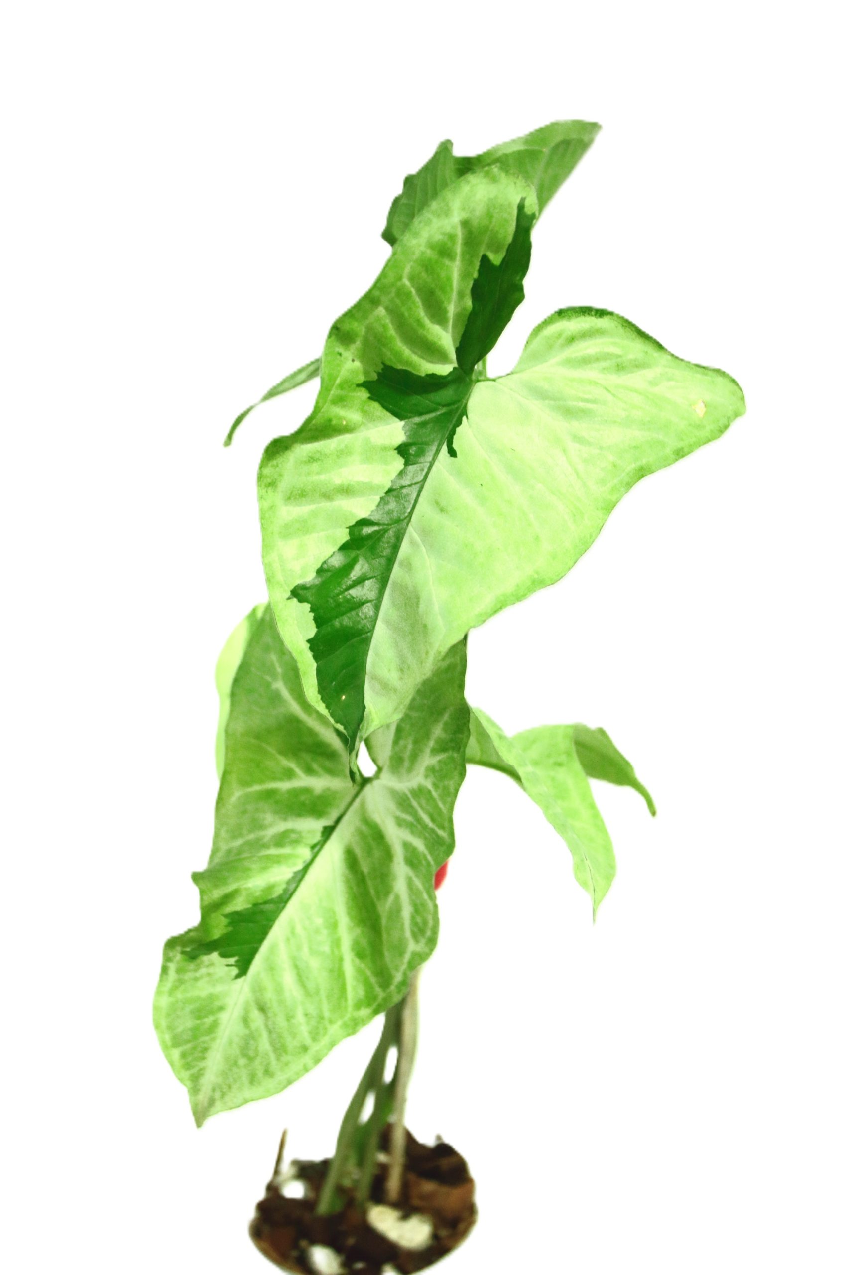 Singonio Green Beauty (Lava) - Imagen 2