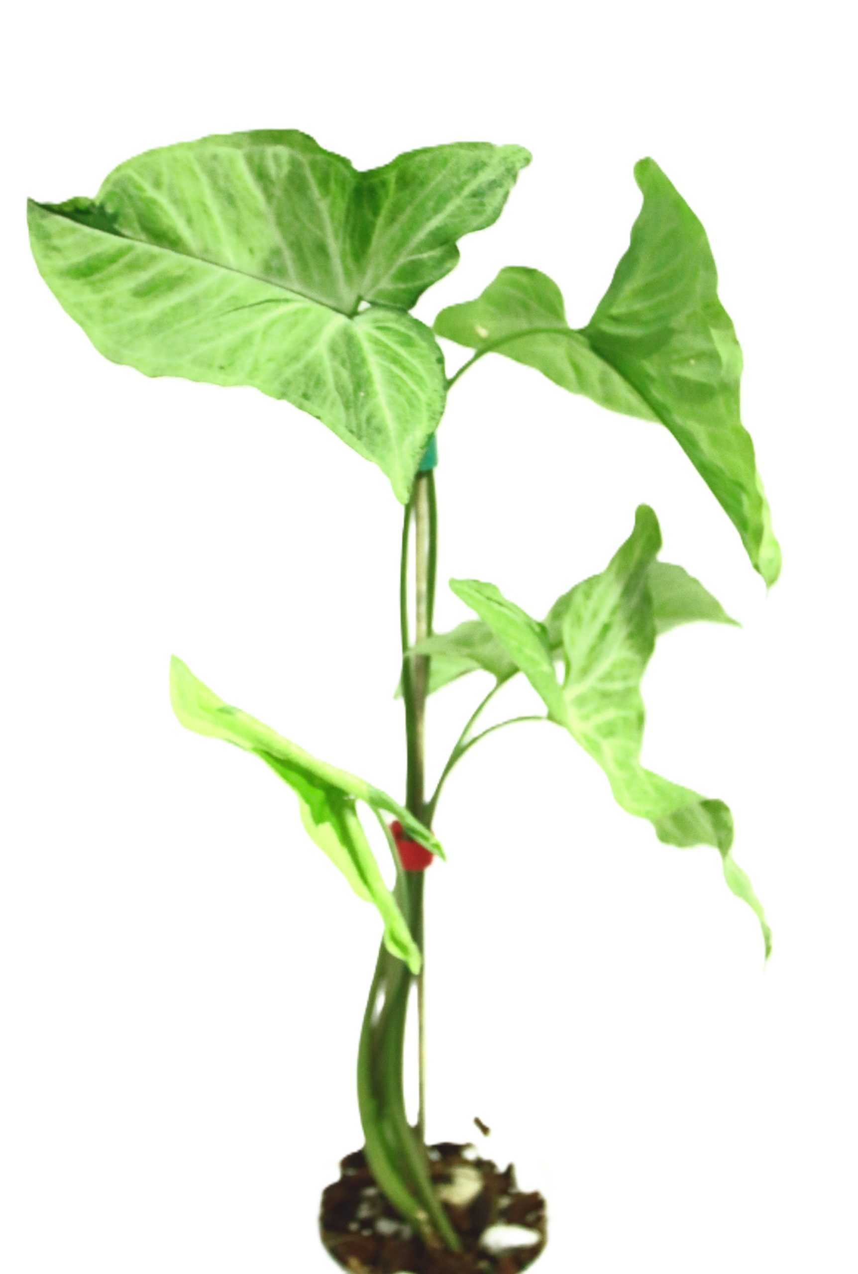 Singonio Green Beauty (Lava) - Imagen 3