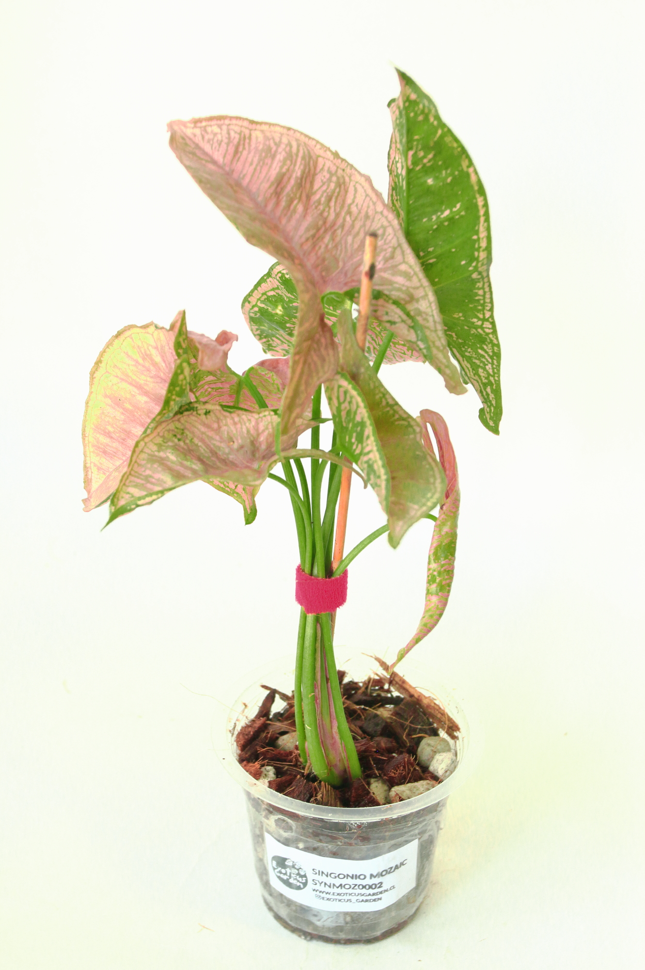 Singonio Mozaic - Imagen 3