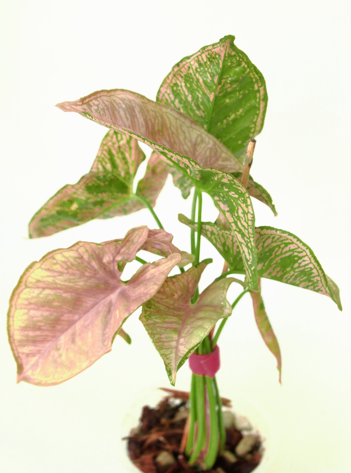 Singonio Mozaic - Imagen 2