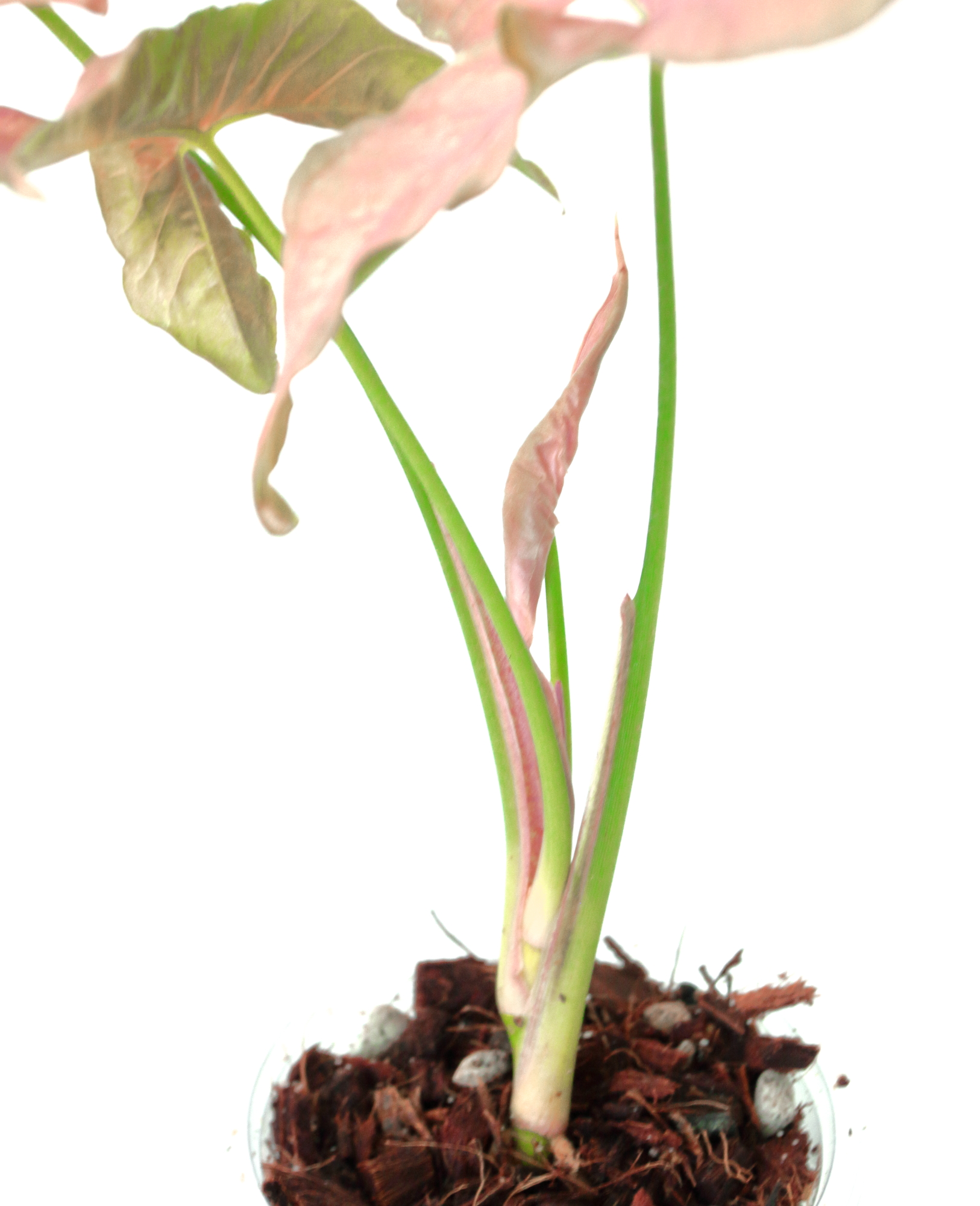 Singonio Pink Candy - Imagen 2