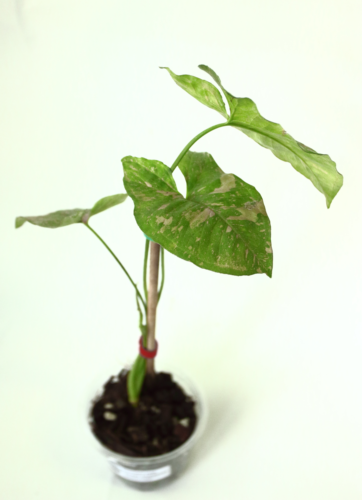 Singonio Pink Galaxy - Imagen 2