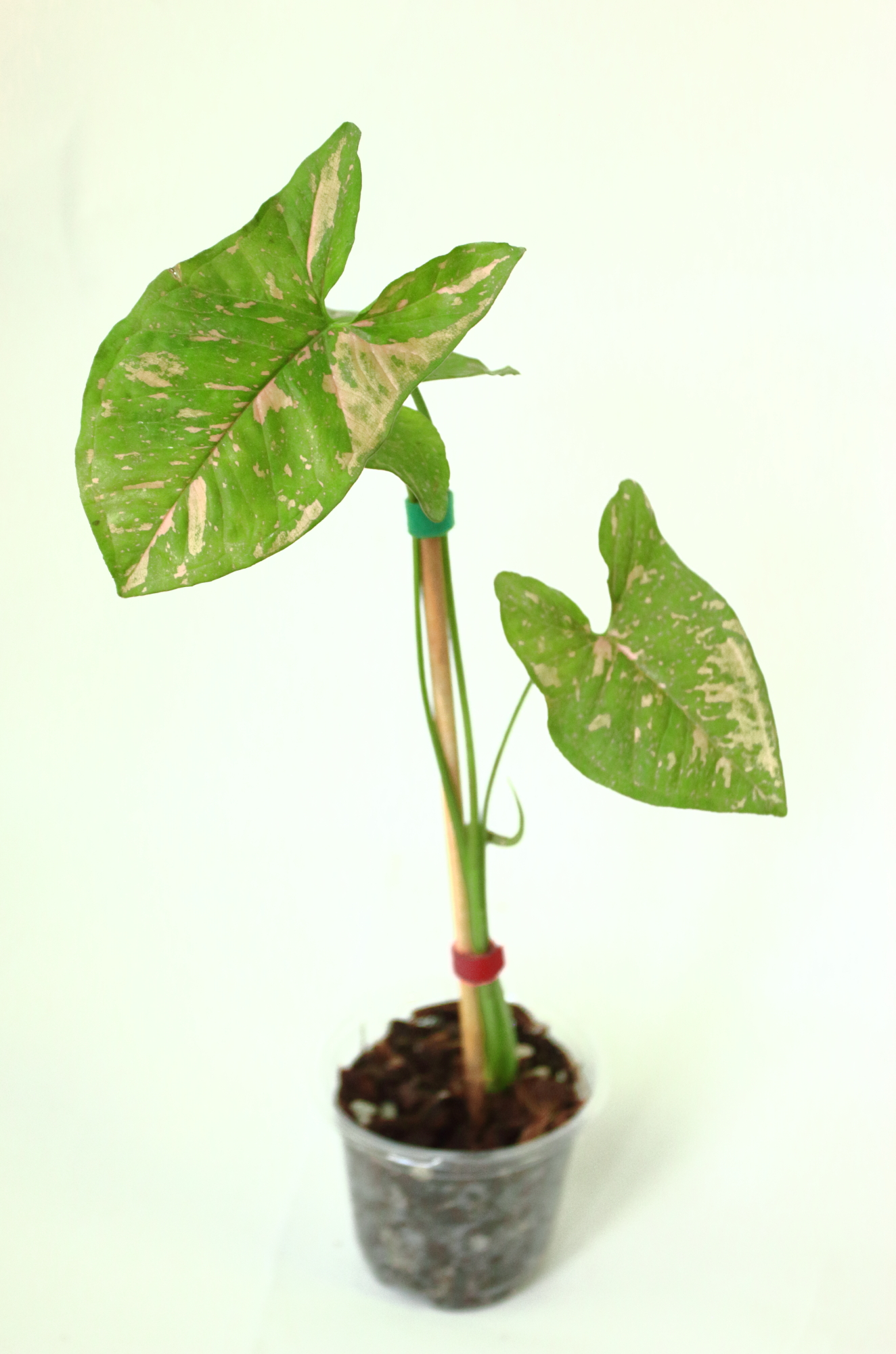 Singonio Pink Galaxy