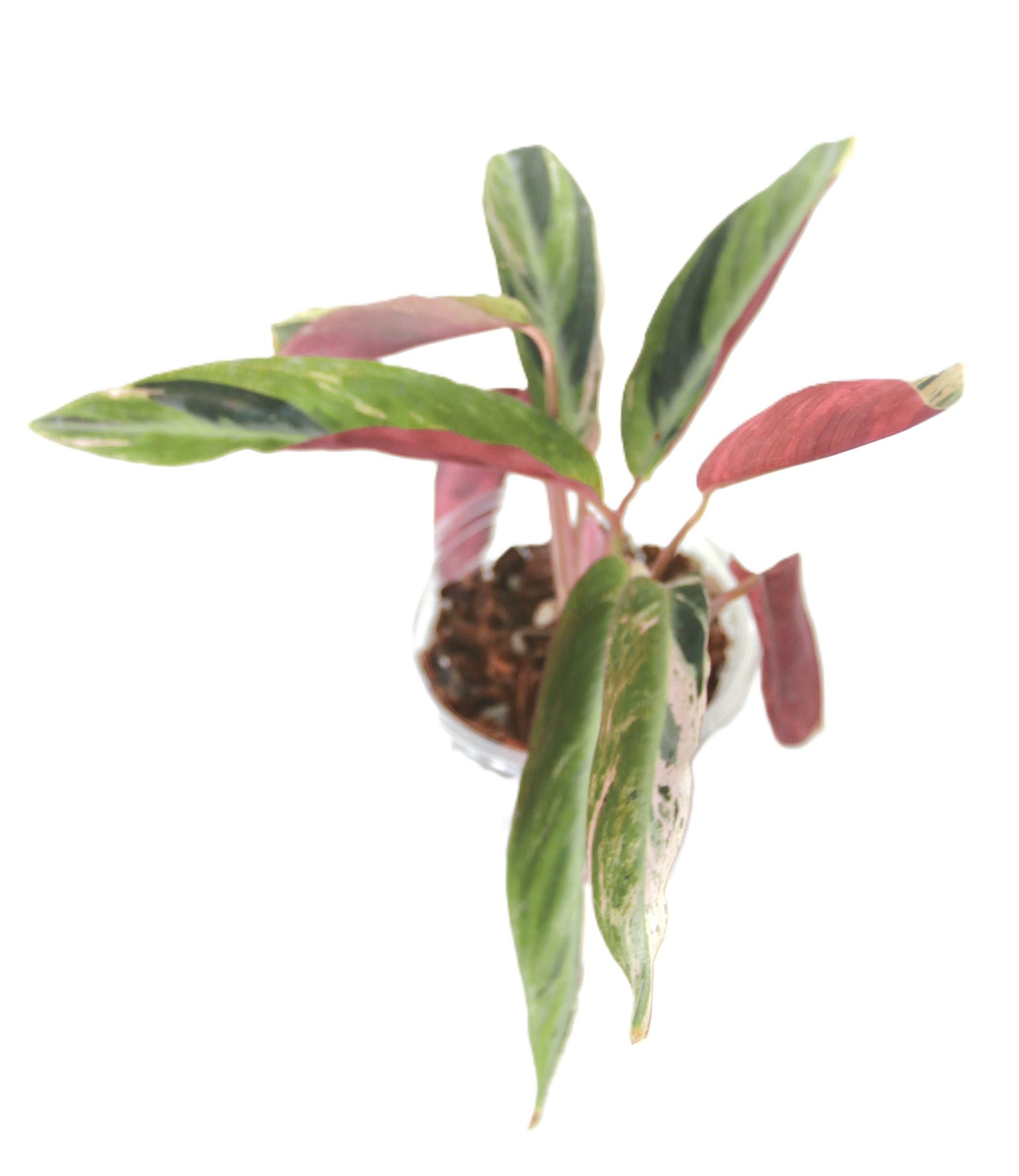 Stromanthe Thalia Horticolor - Imagen 2