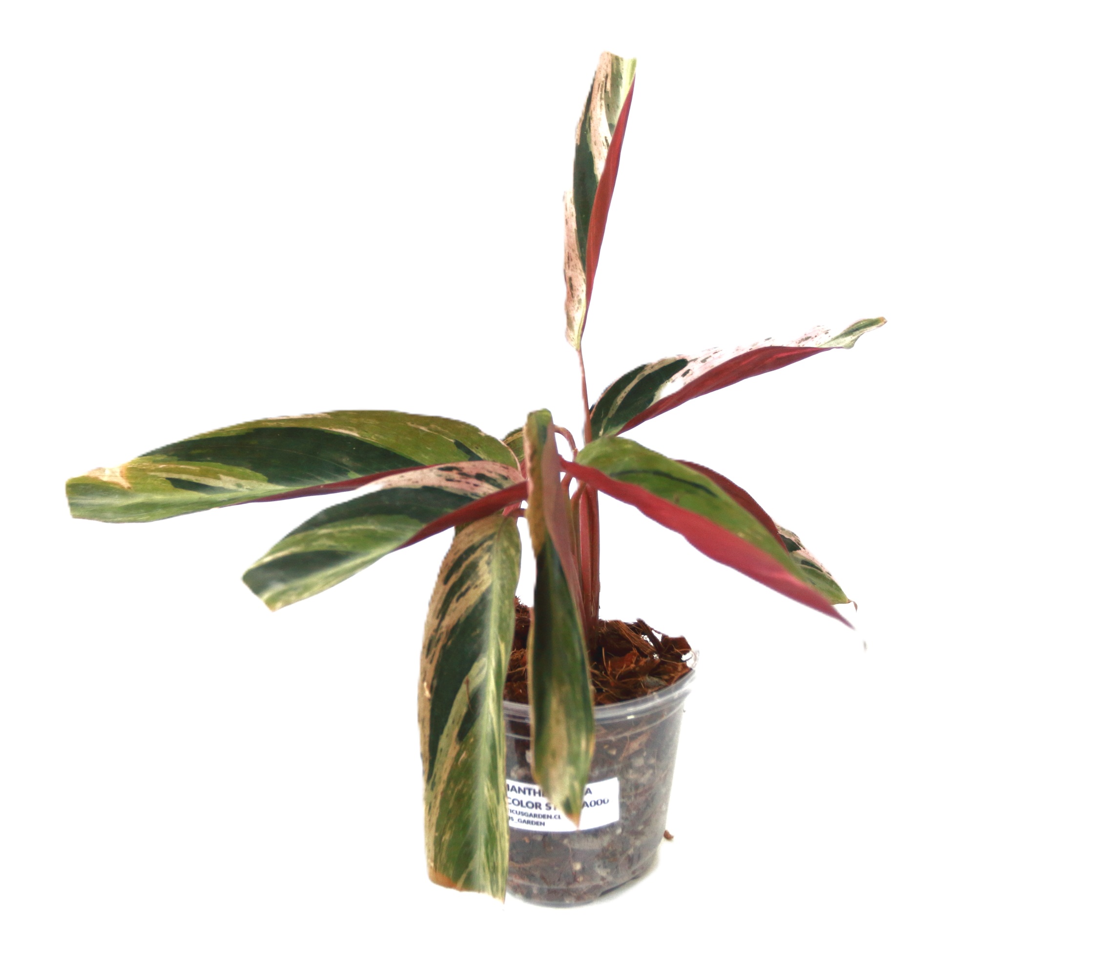 Stromanthe Thalia Horticolor