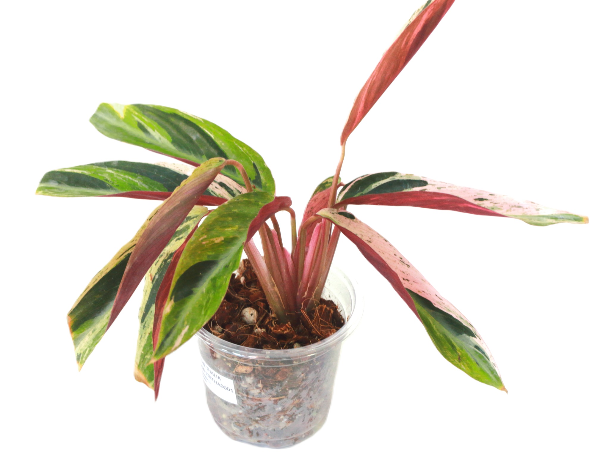 Stromanthe Thalia Horticolor - Imagen 3