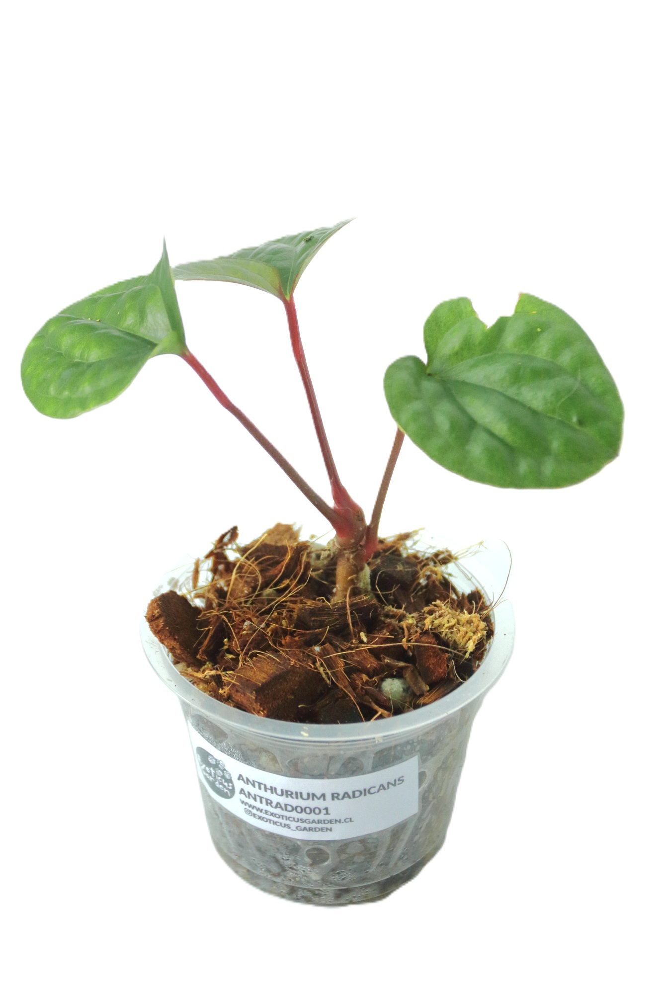 Anthurium Radicans XS