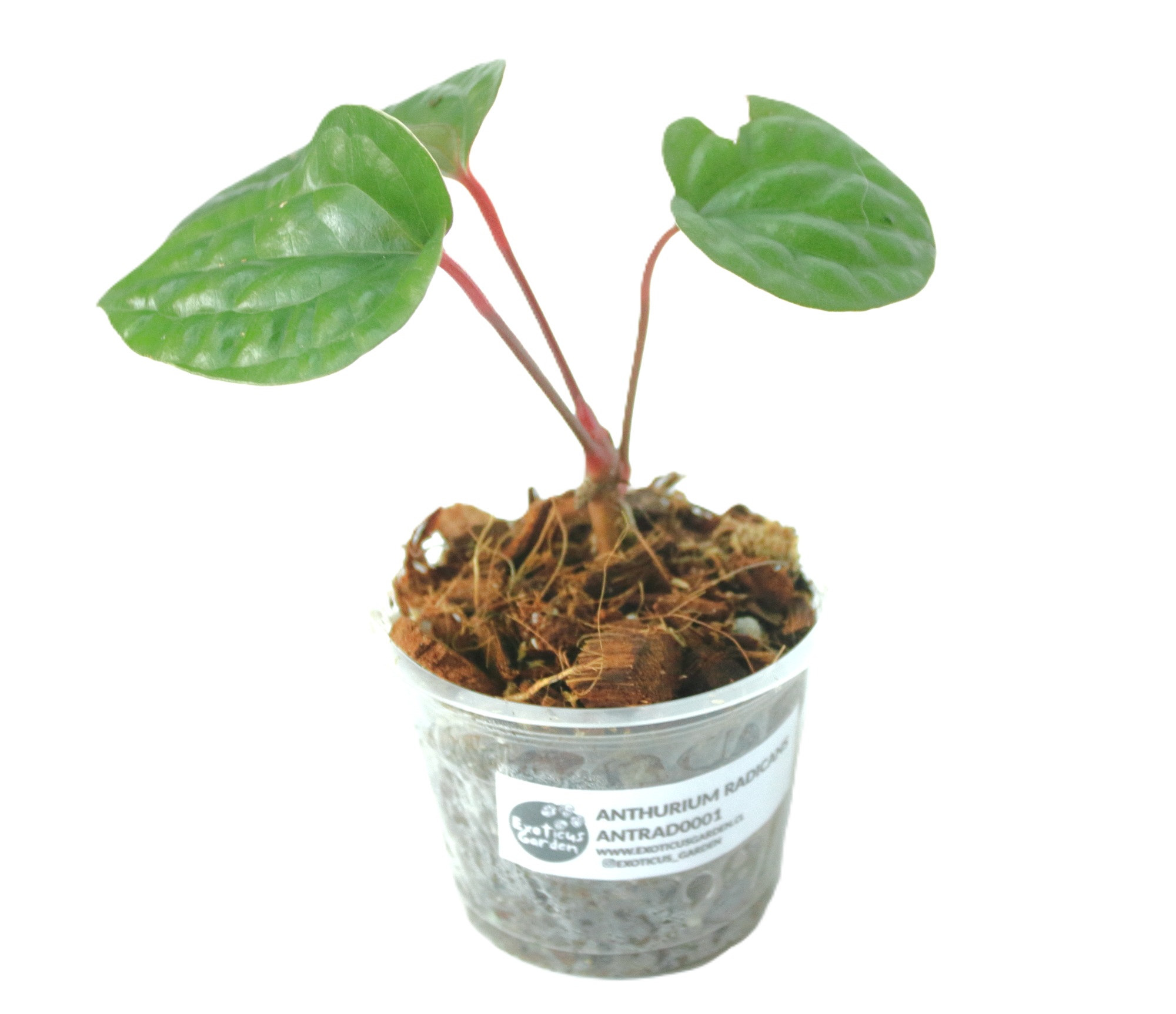 Anthurium Radicans XS - Imagen 2