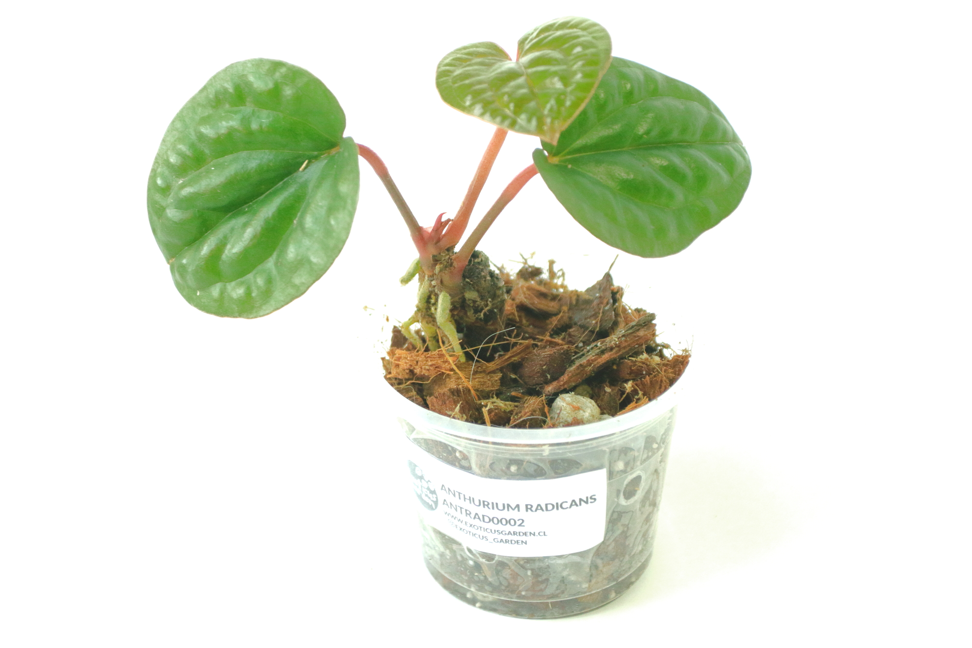 Anthurium Radicans XS