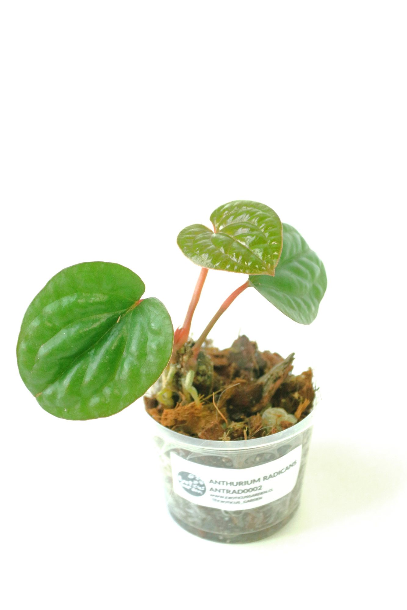 Anthurium Radicans XS - Imagen 2