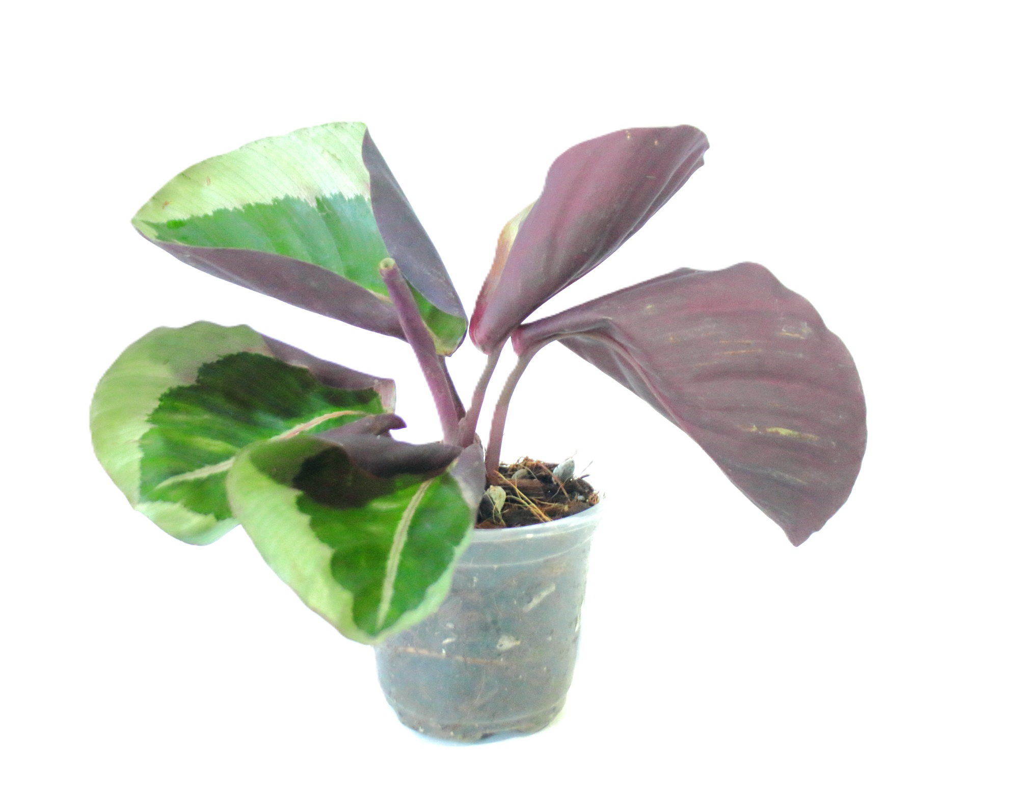 Calathea Roseopicta Cynthia Silver