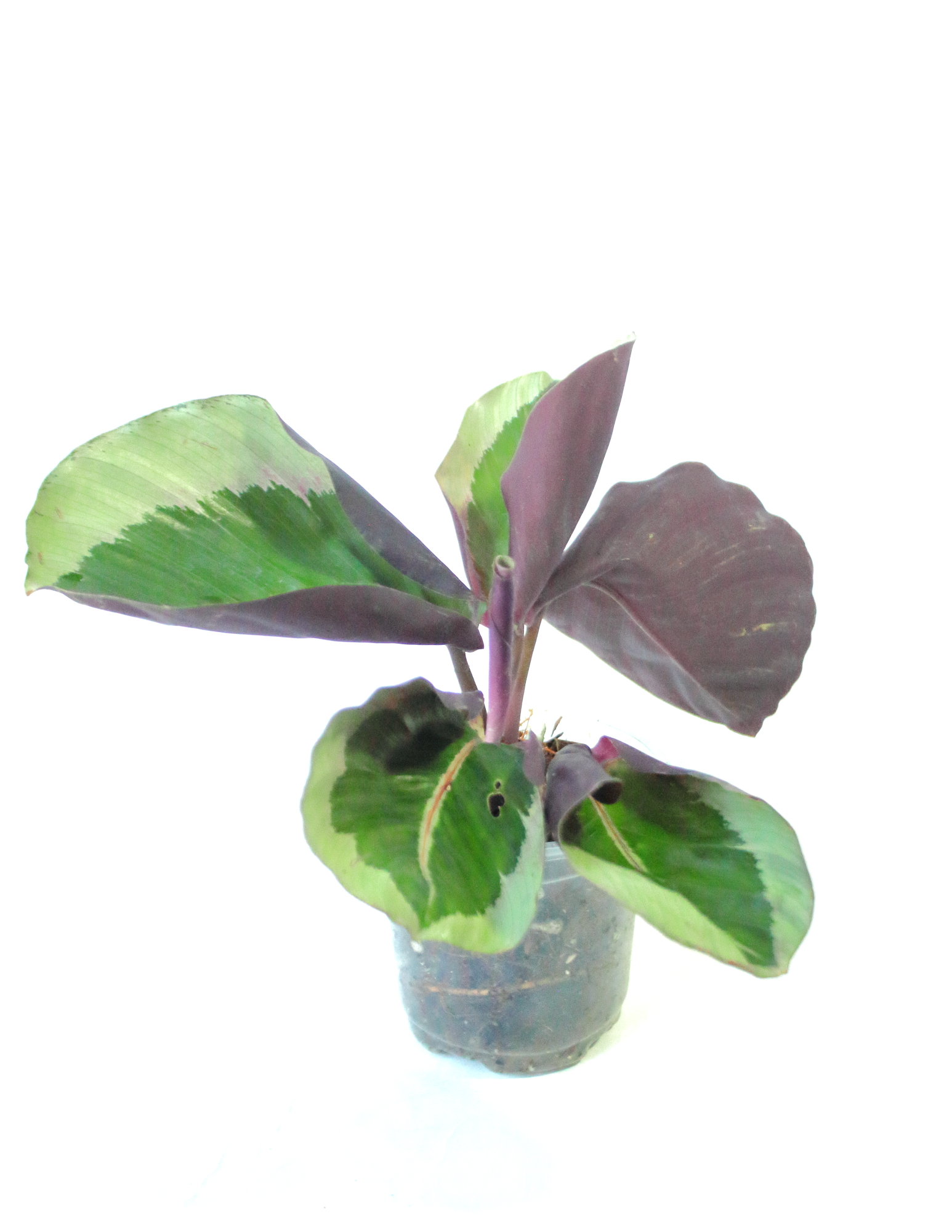 Calathea Roseopicta Cynthia Silver - Imagen 2