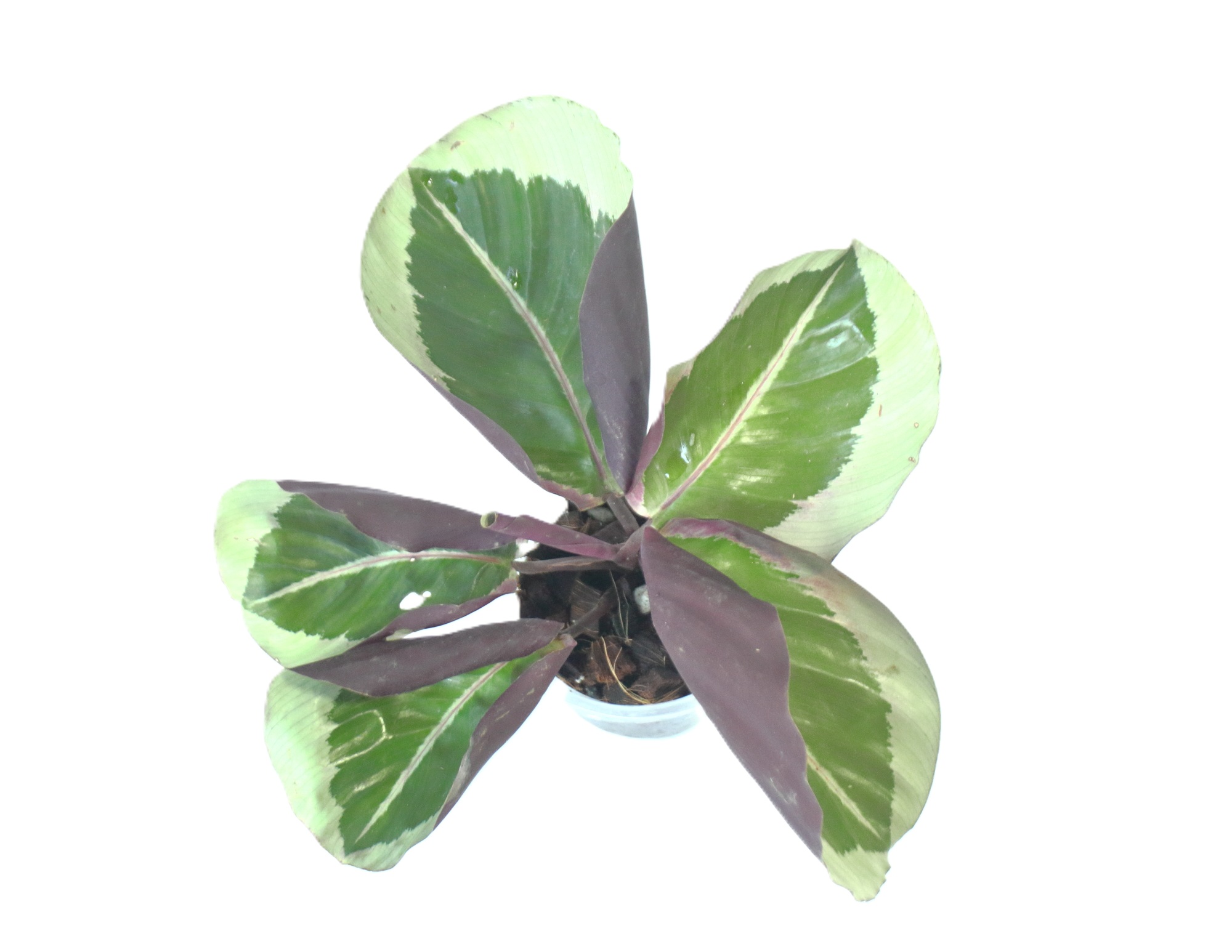 Calathea Roseopicta Cynthia Silver - Imagen 4