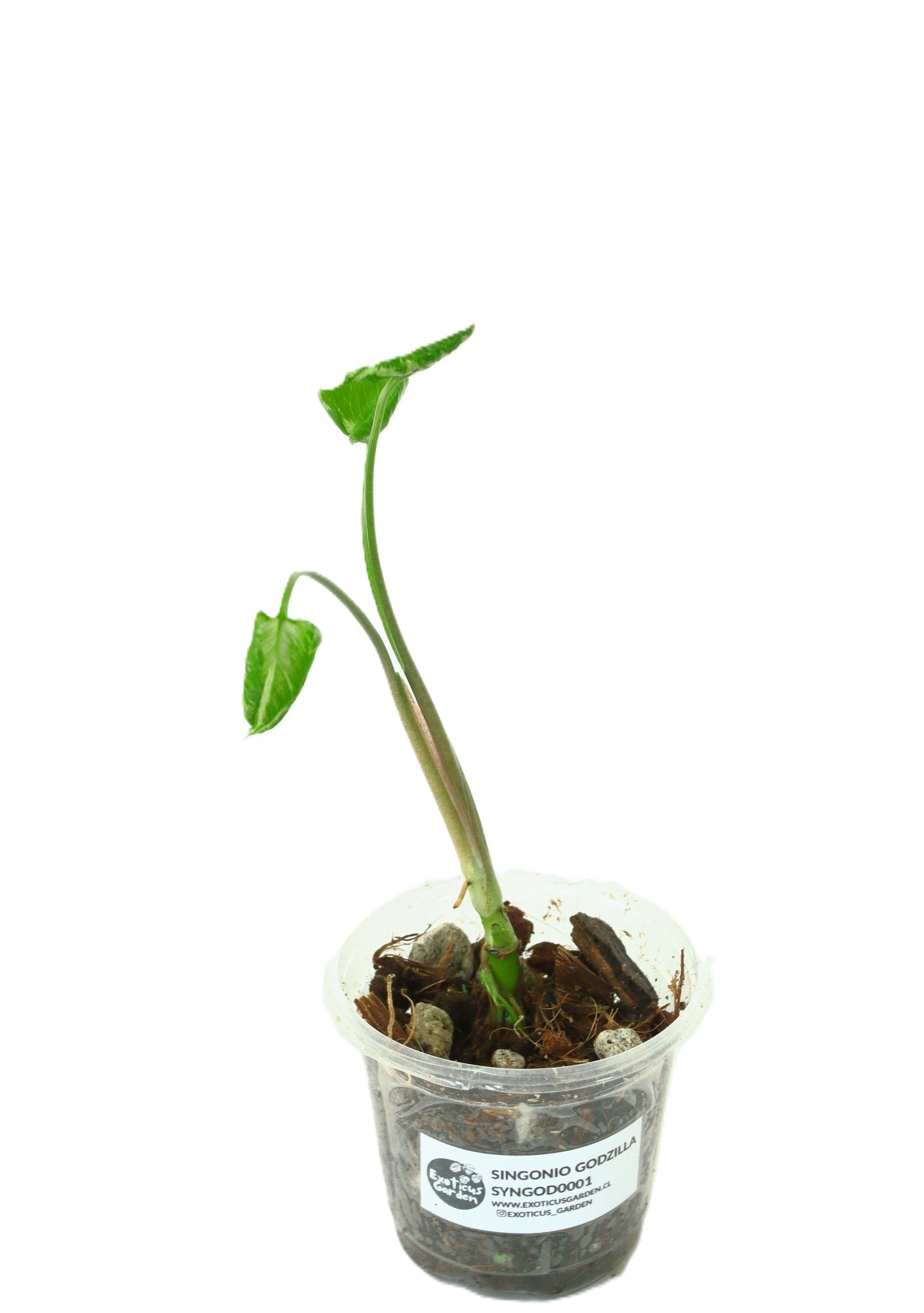 Singonio Godzilla XS