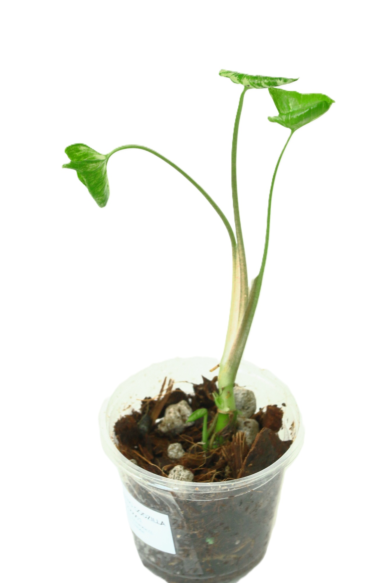 Singonio Godzilla XS - Imagen 3