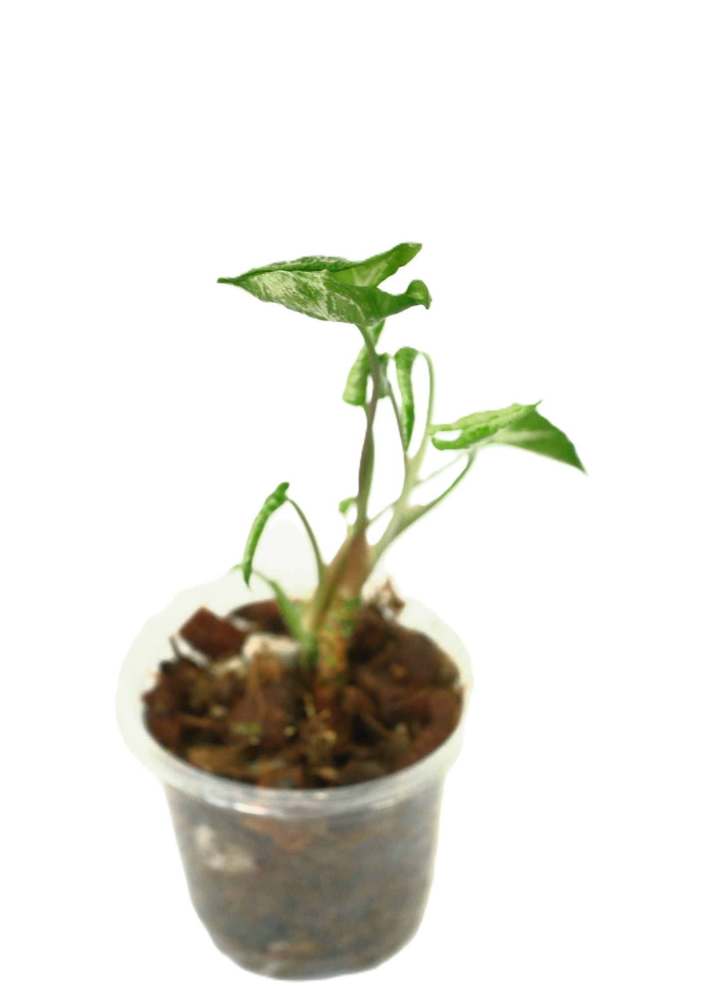 Singonio Godzilla - Imagen 3