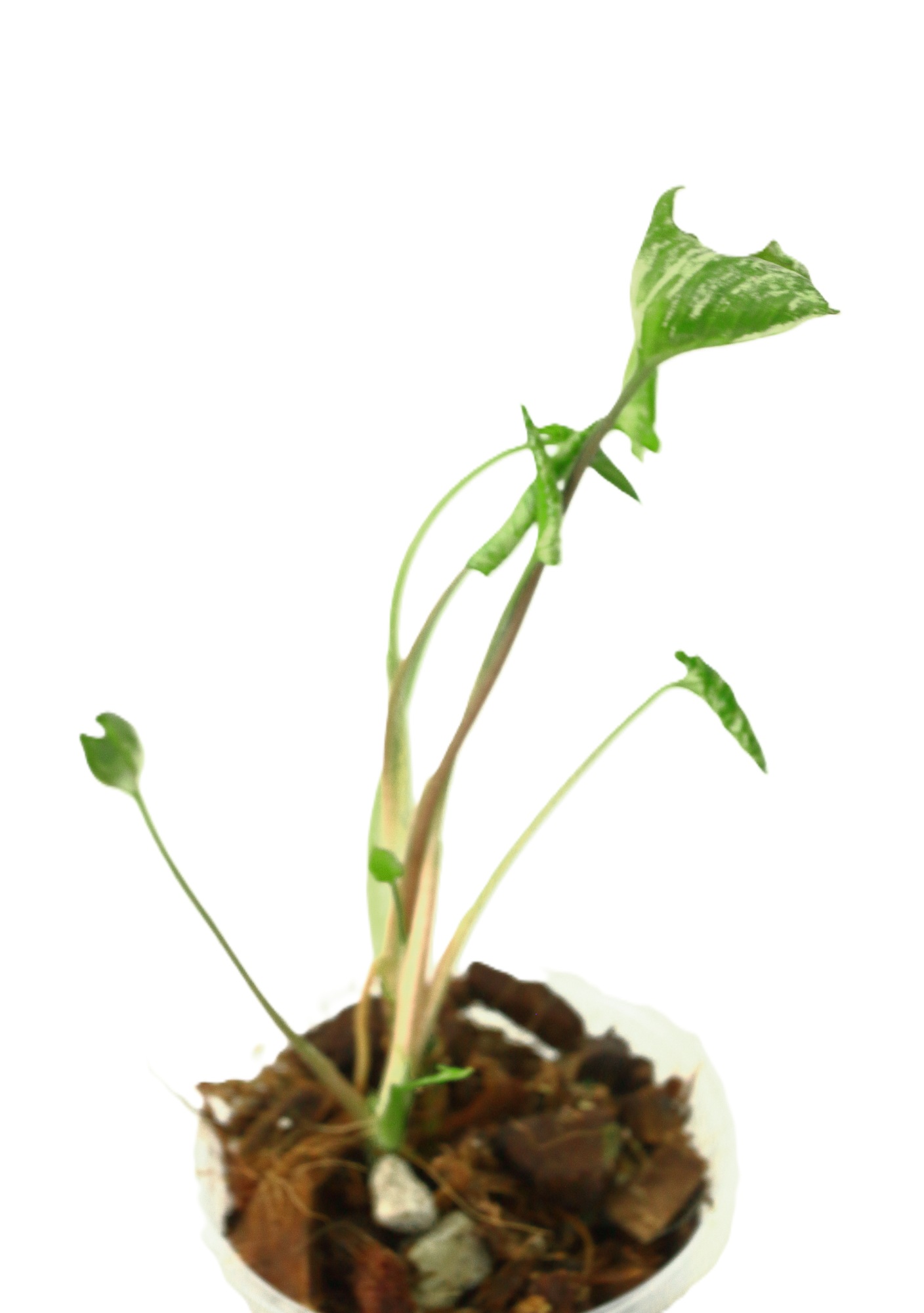 Singonio Godzilla - Imagen 2